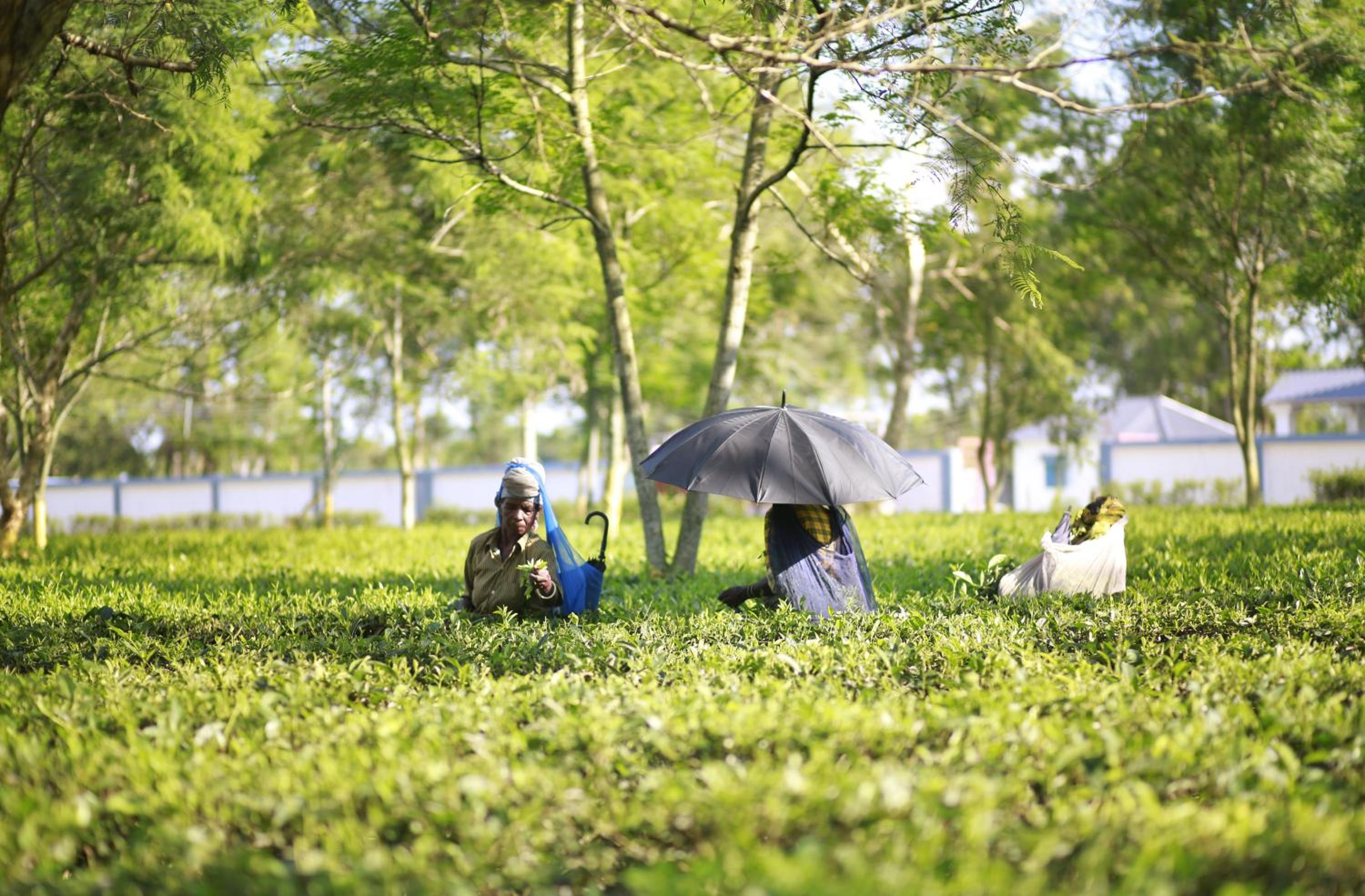 Ramsai Tea & Wildlife Resort view 4