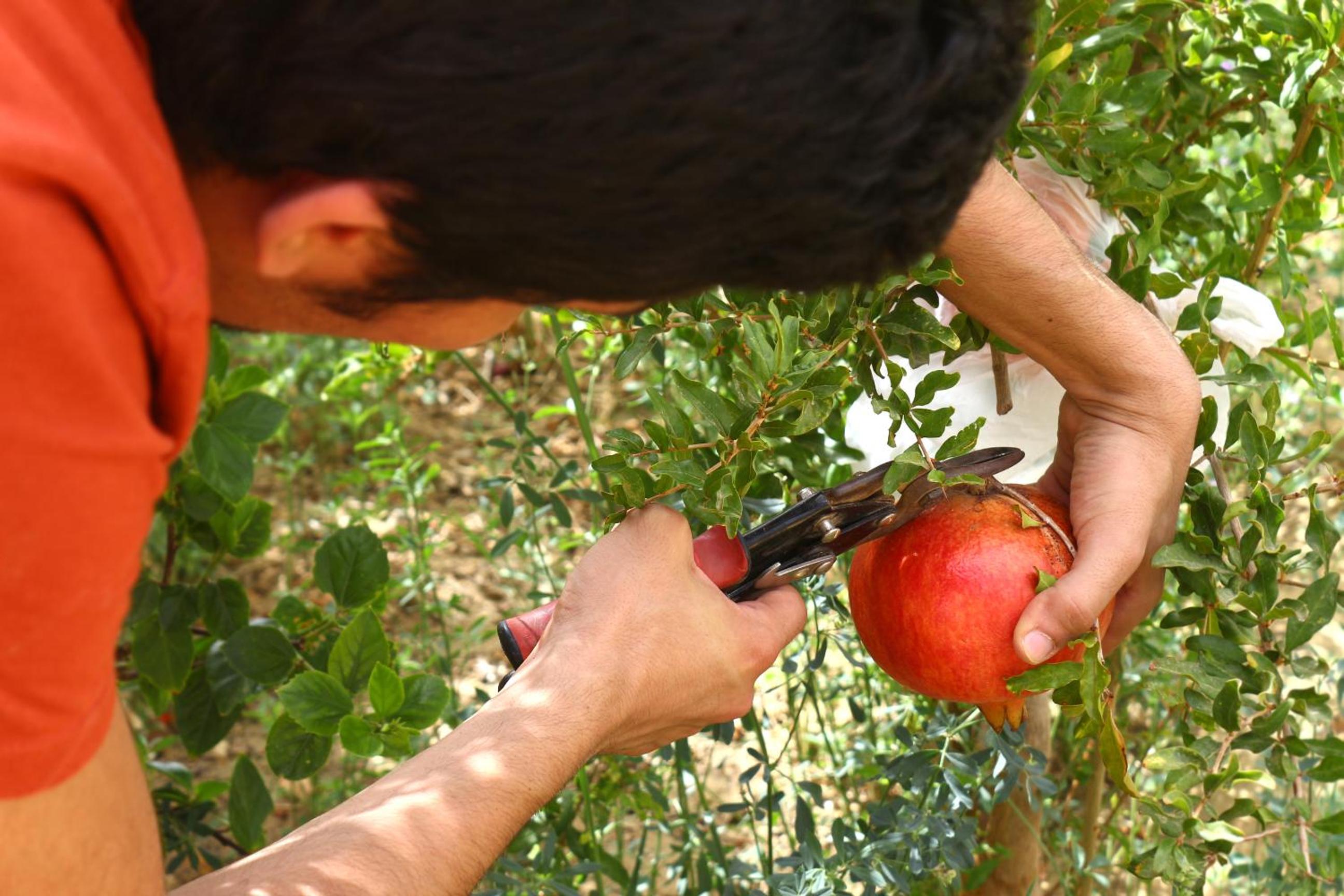 Photo 49