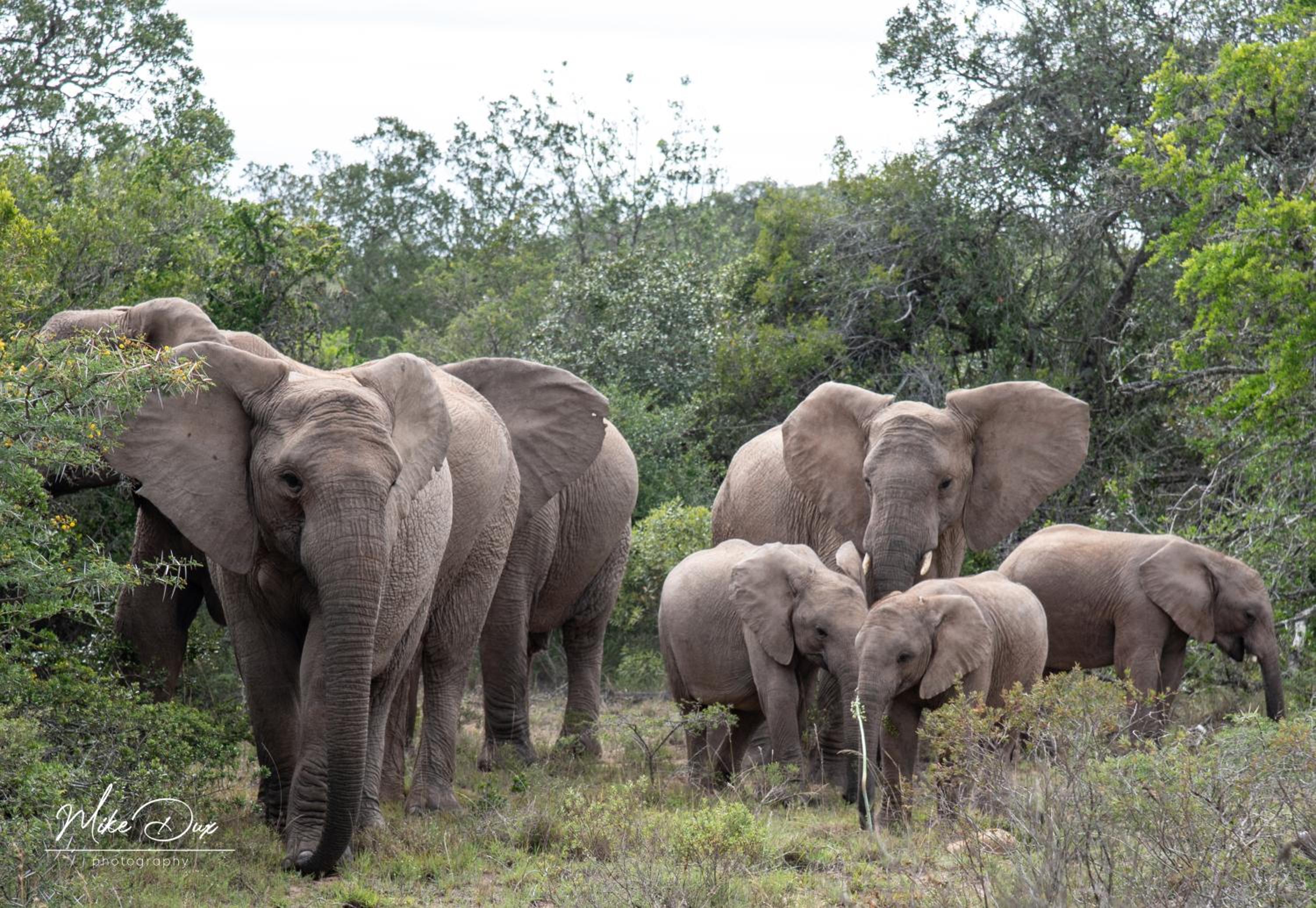 Safari Lodge - Amakhala Game Reserve