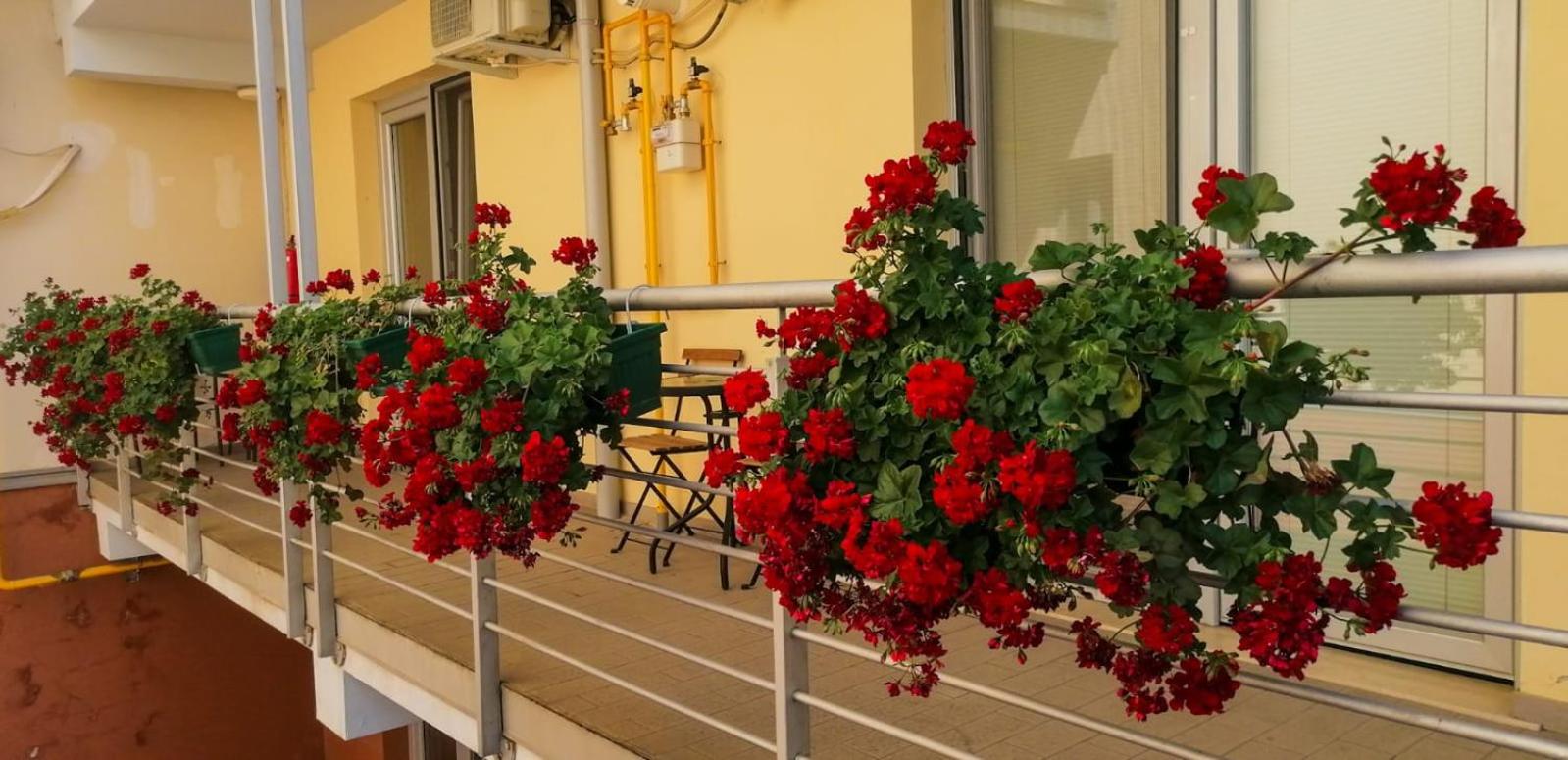 Comfort Residence view 3