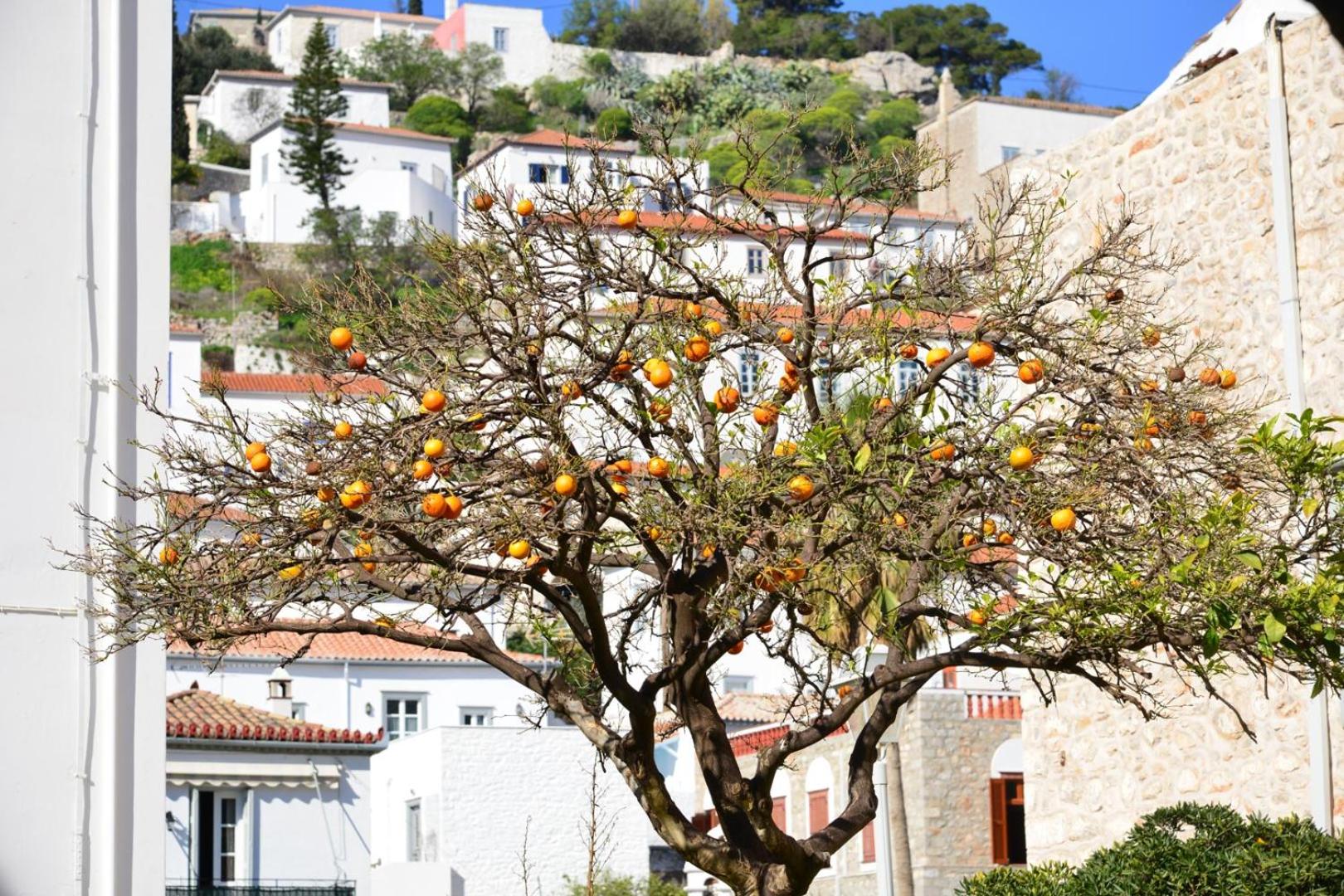 Hydra town, Relaxing patio Panoramic sea view