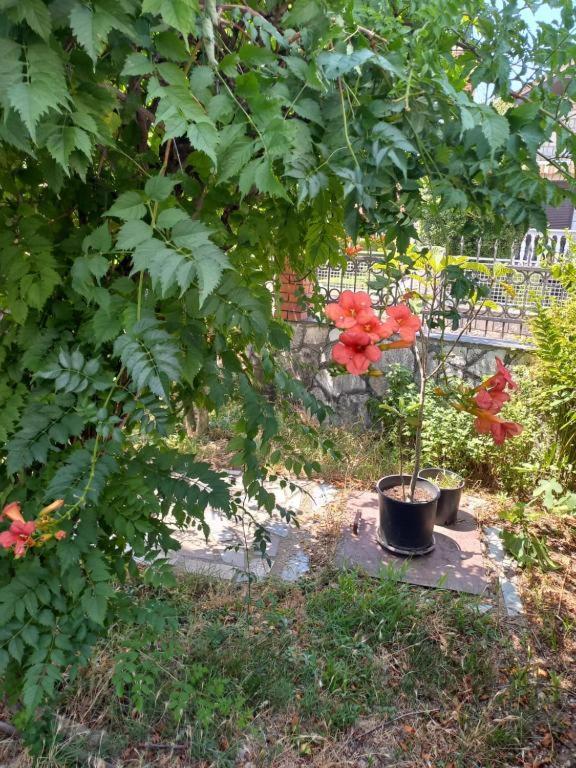 Hostel Dragana