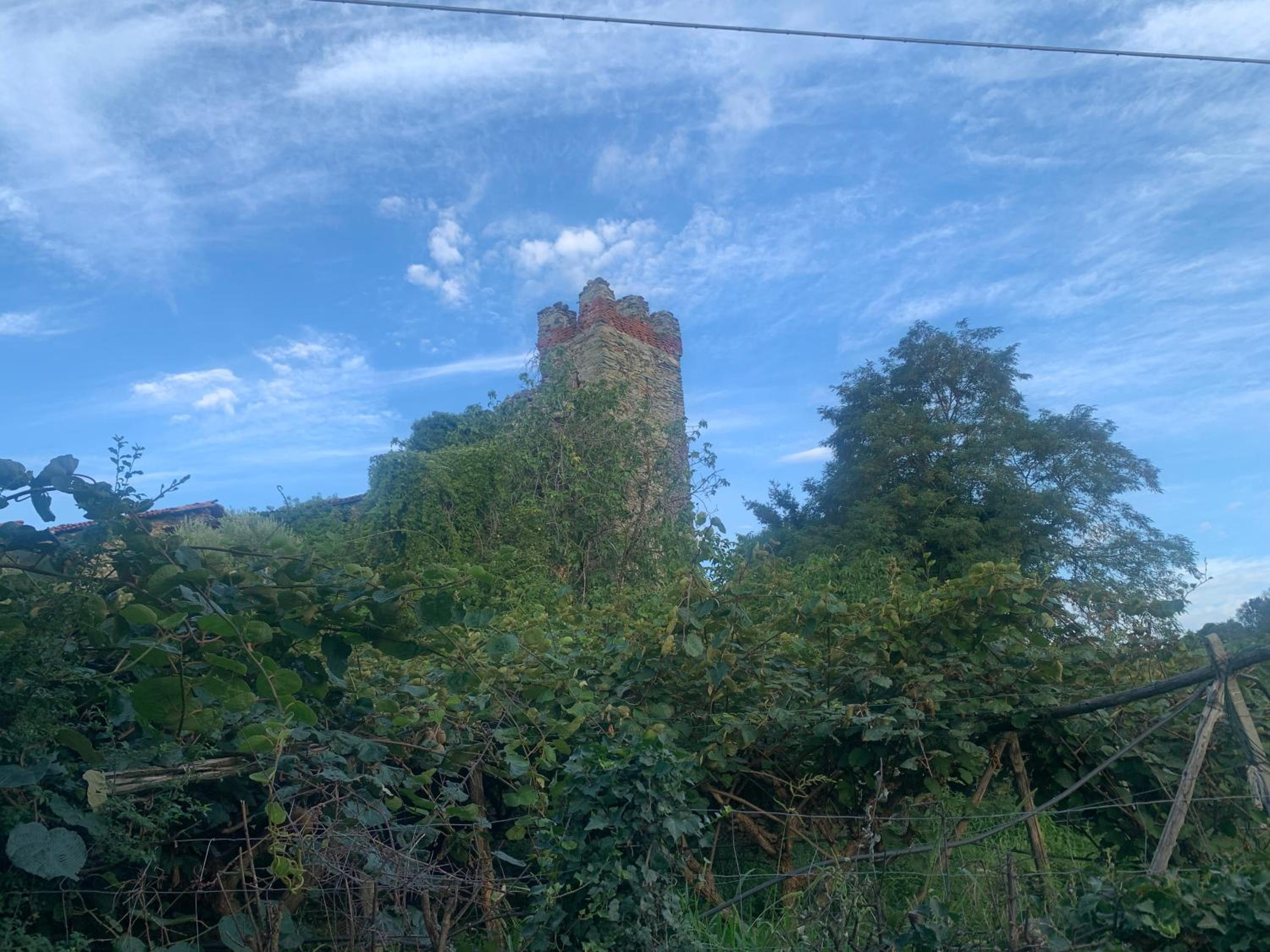 Bouganville
