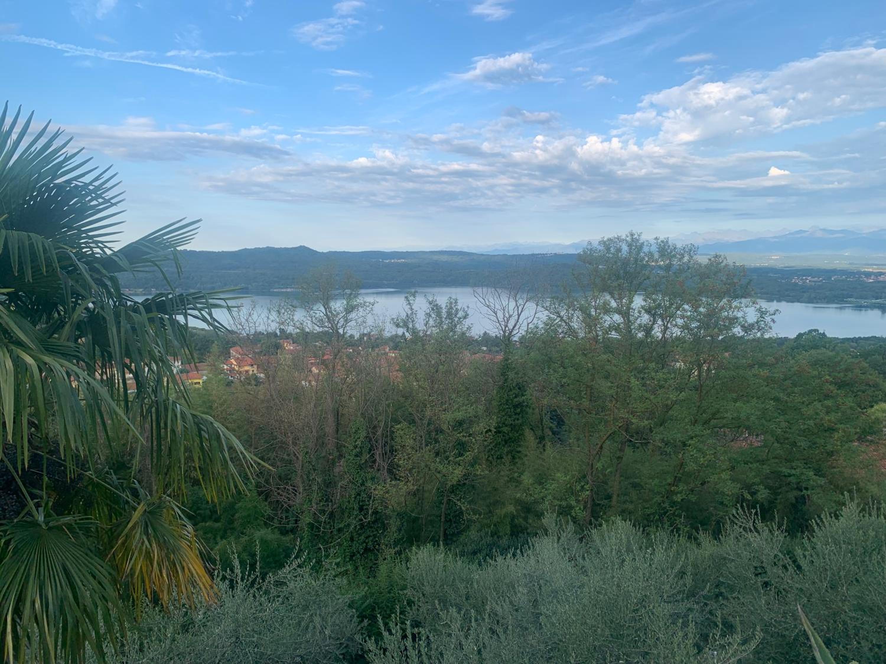 Bouganville