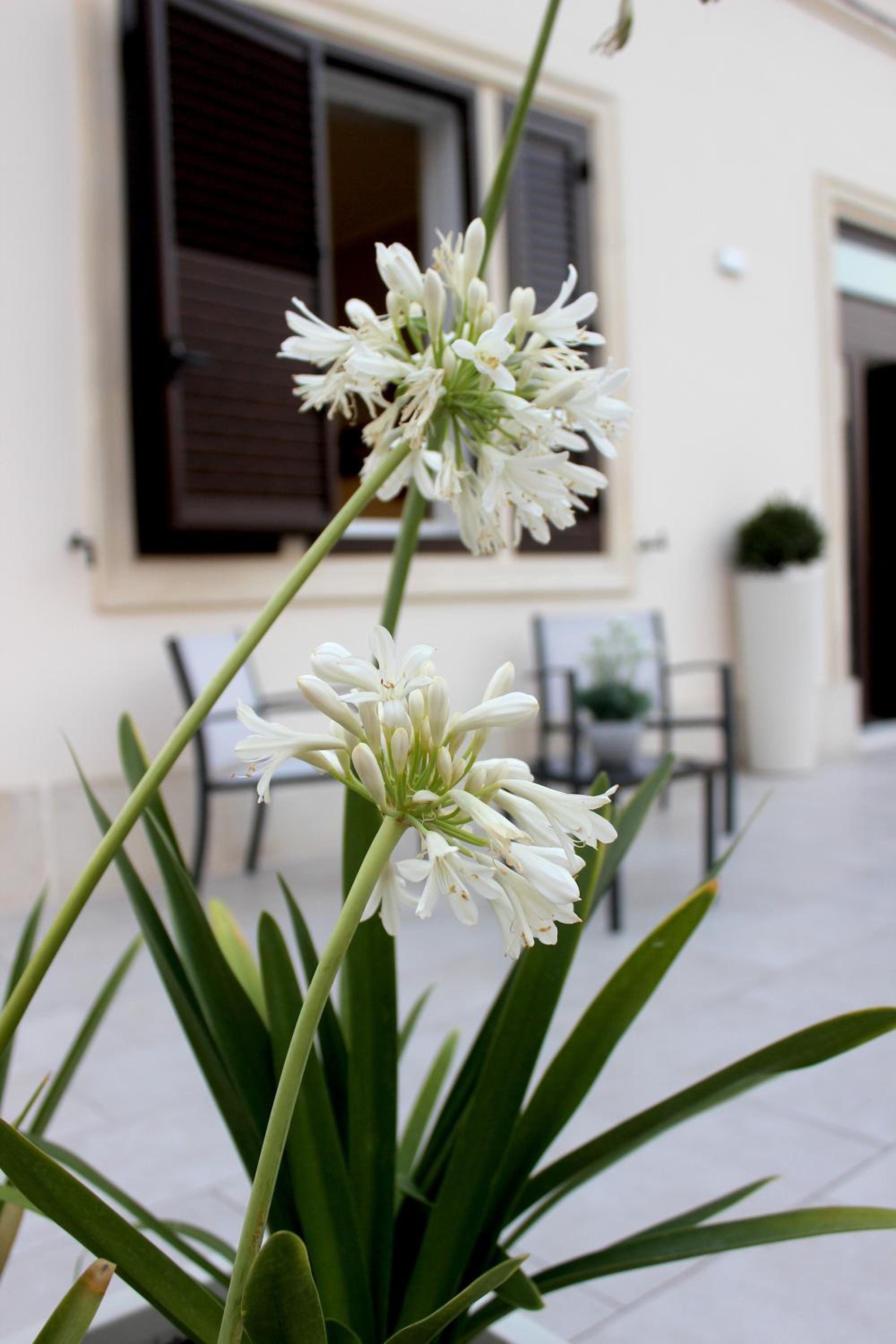 Agapanthus Holiday Home view 4