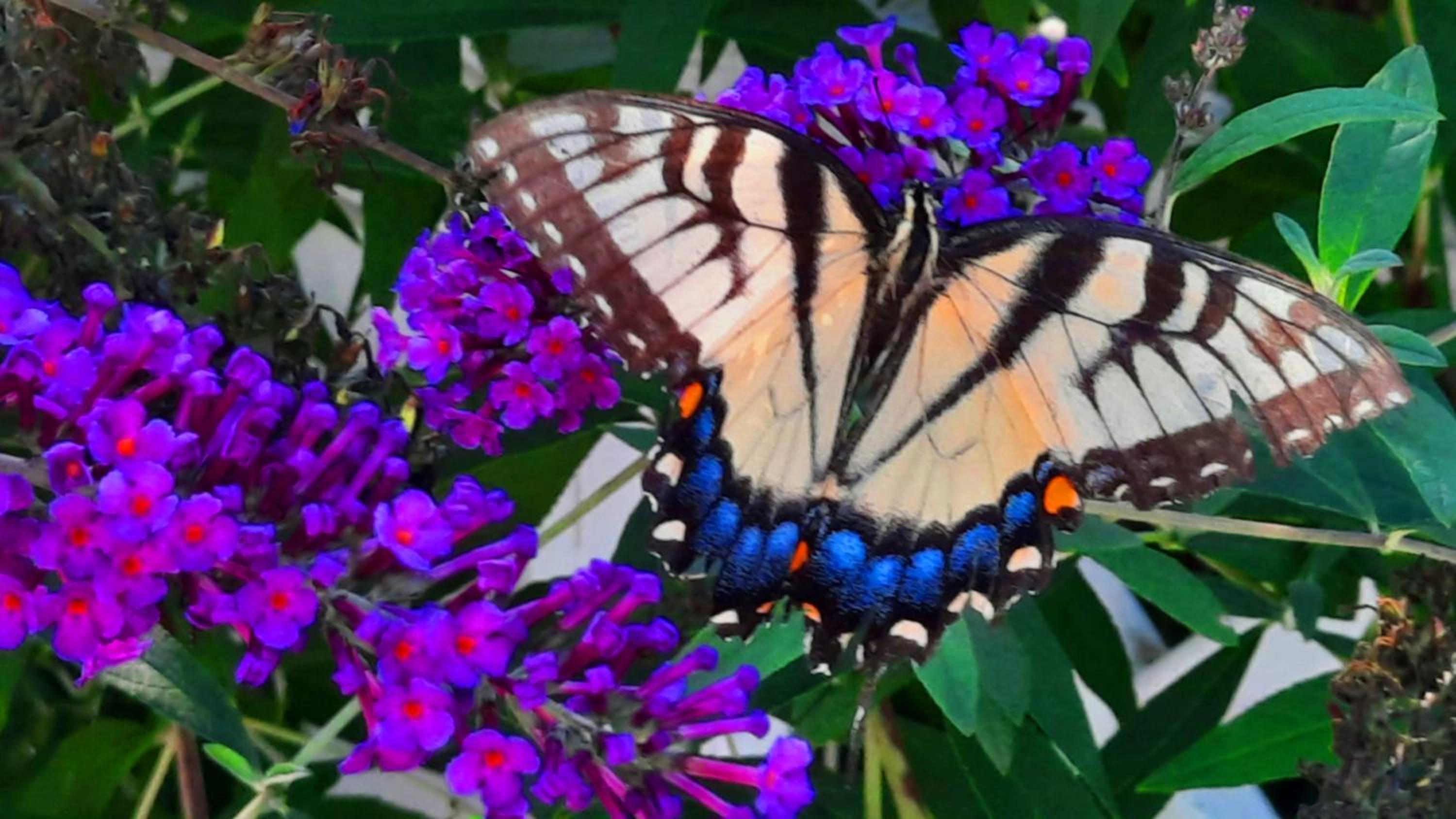 Villa Maud - Property Image 38