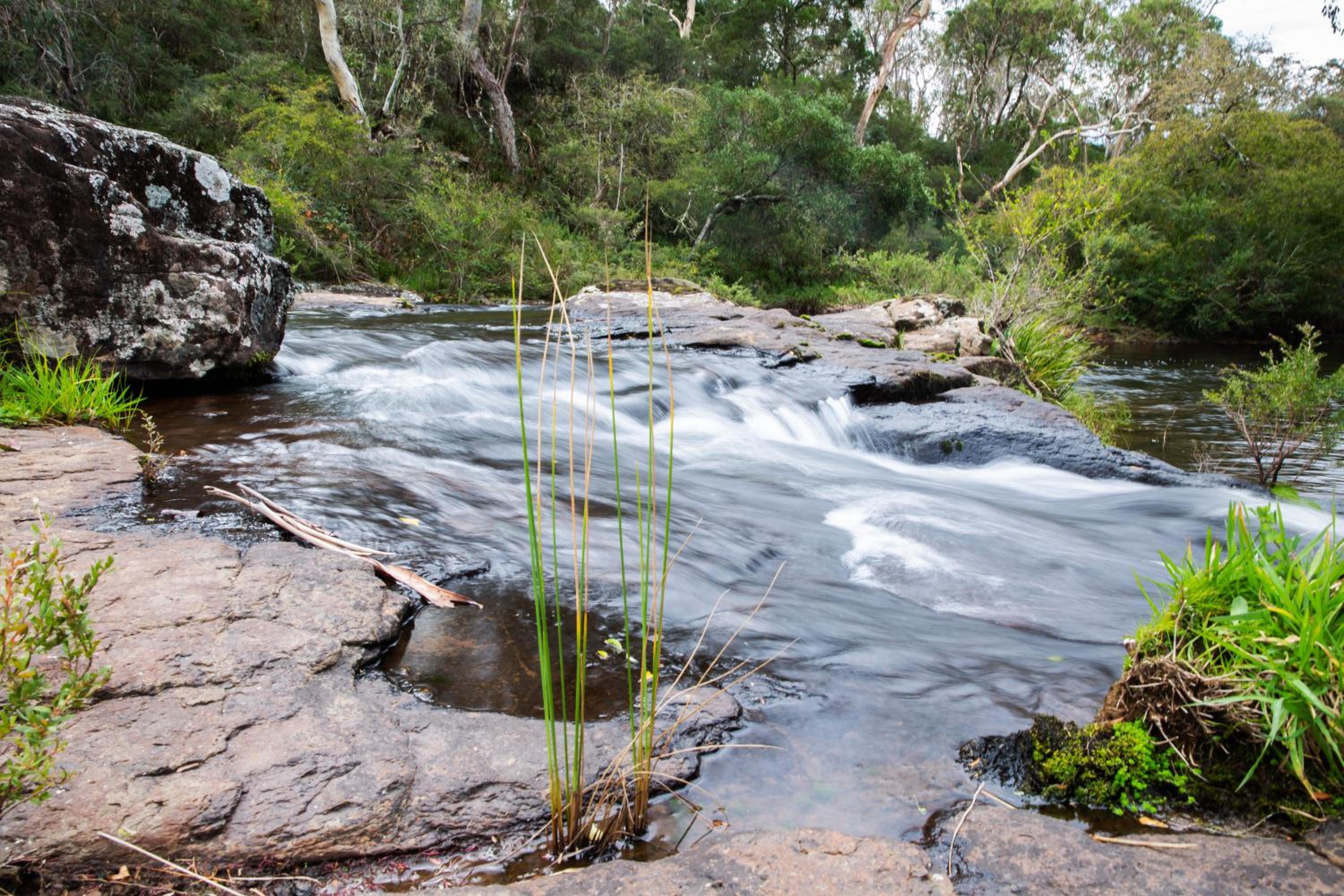 Dorrigo Bush Pepper Retreat