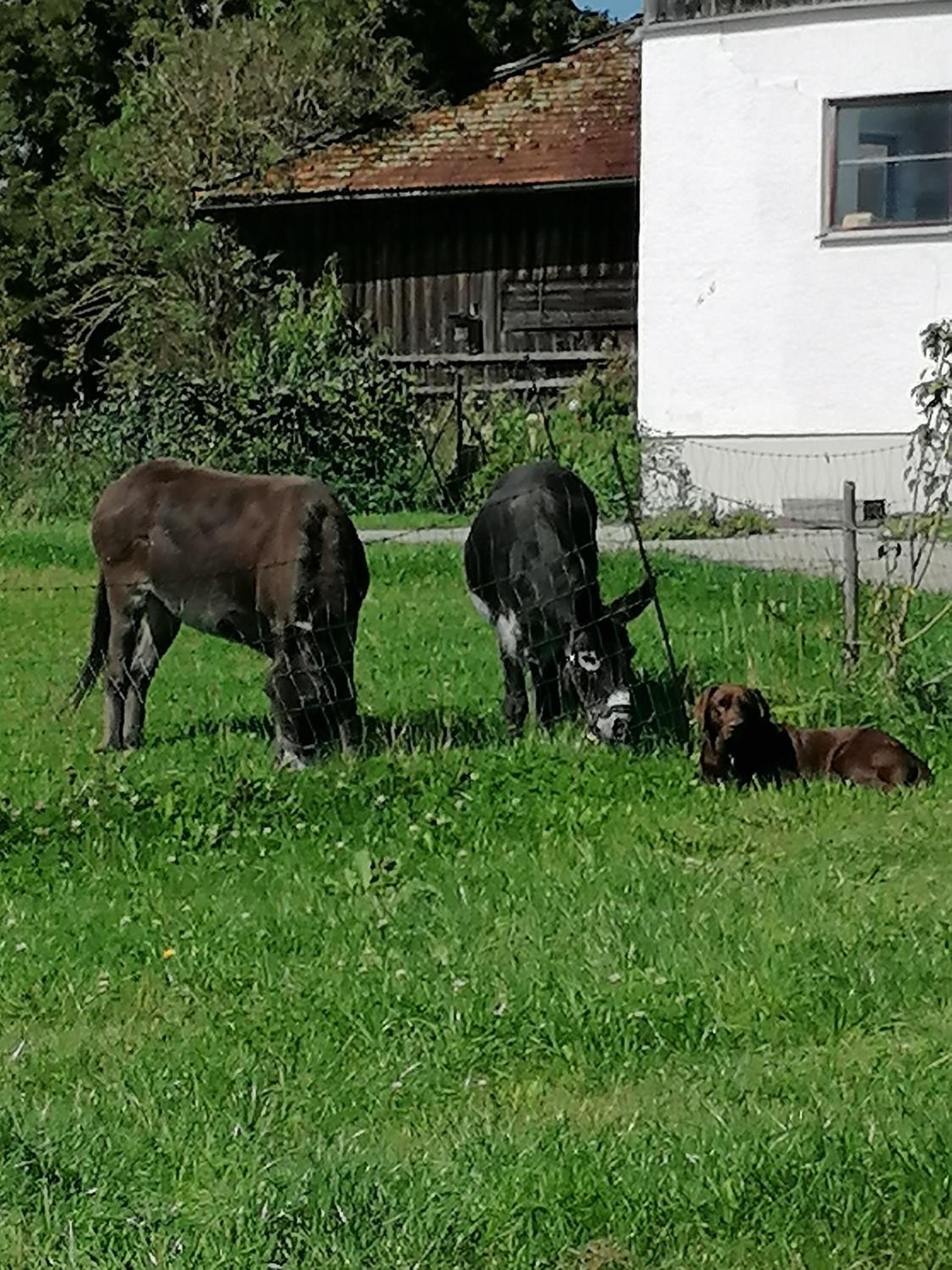 Naturhof Selbertinger