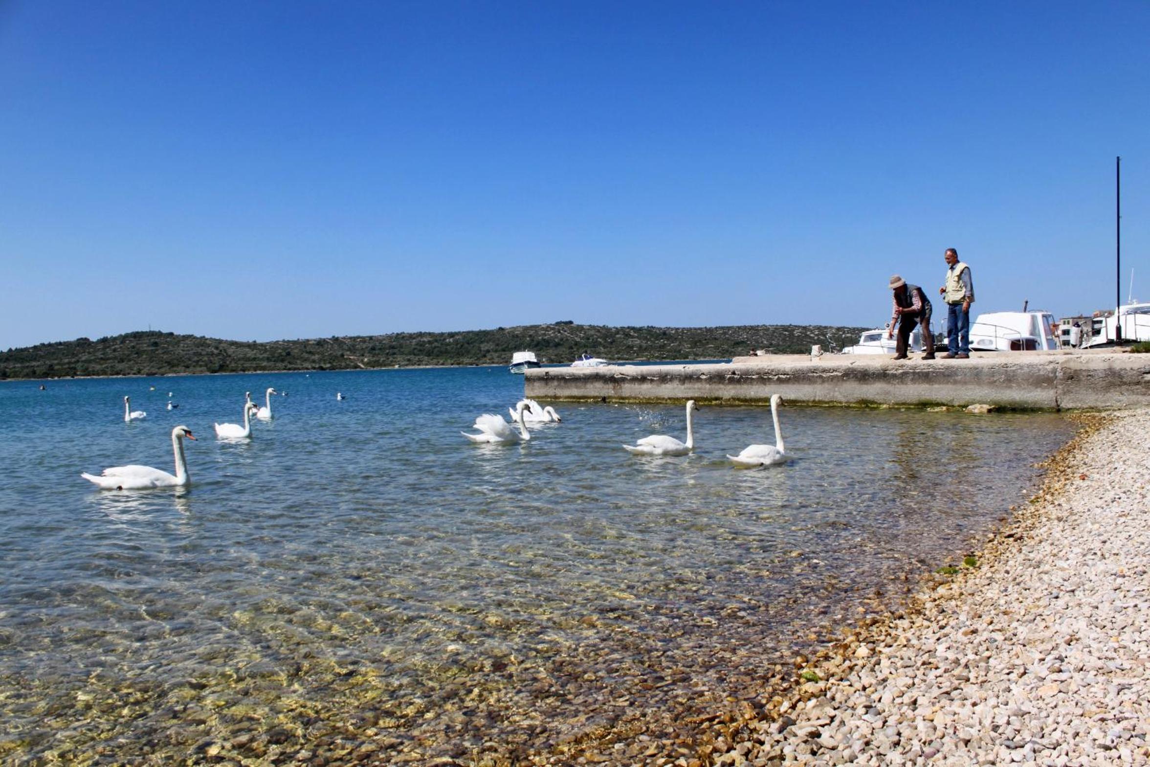 Family friendly apartments with a swimming pool Pirovac, Sibenik - 18998 view 4