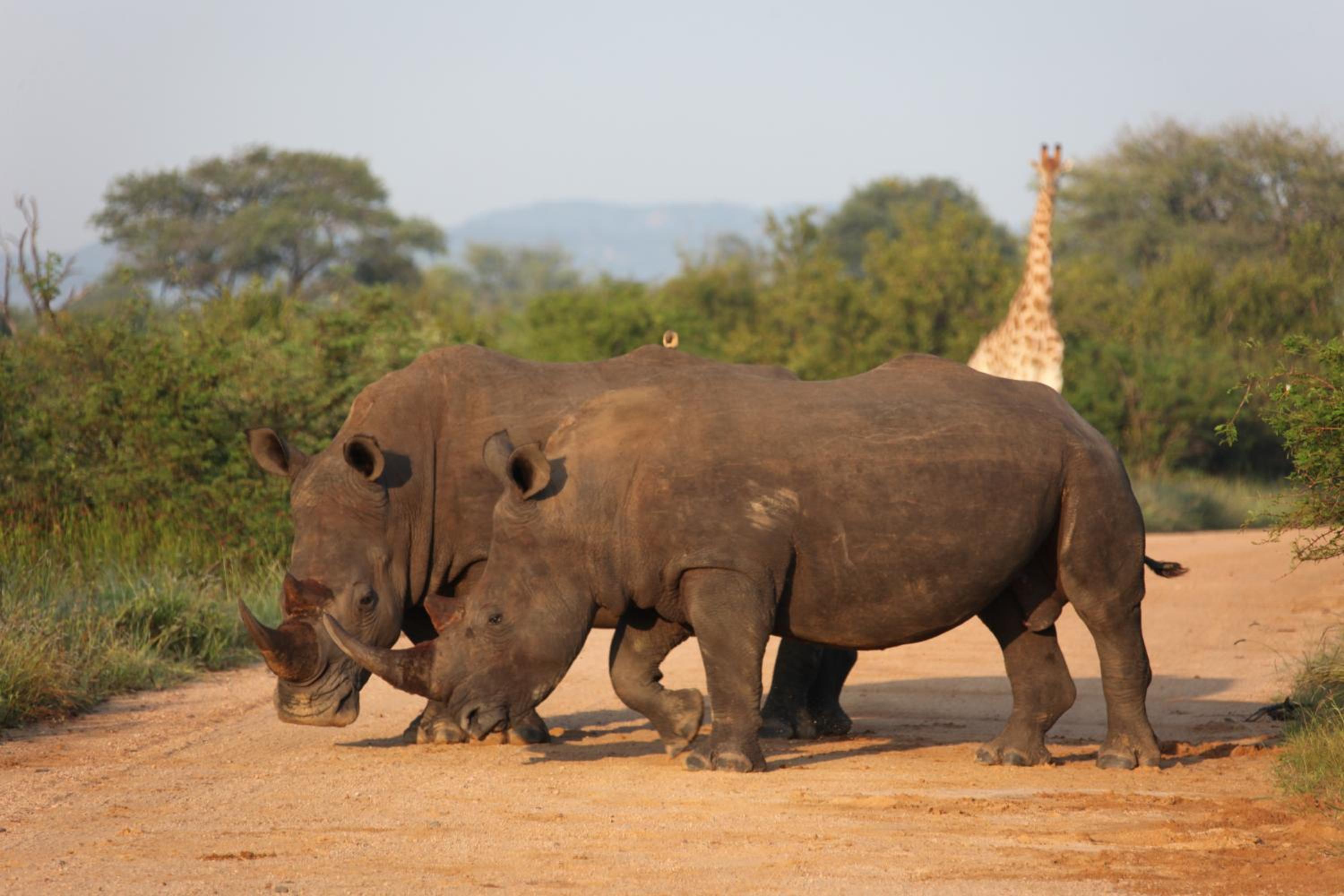 Rhino Ridge Safari Lodge