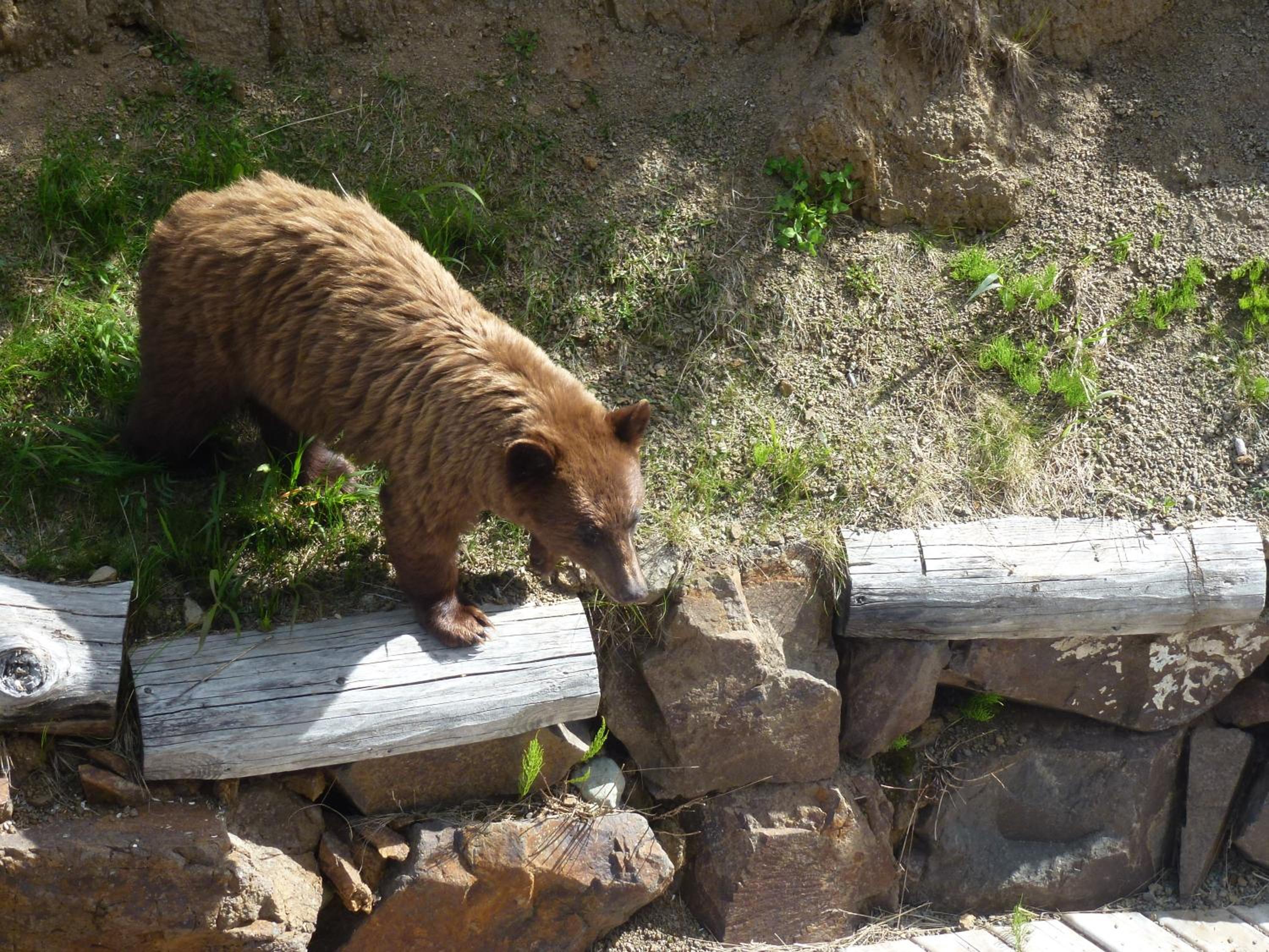 Little Black Bear Lodge/B&B
