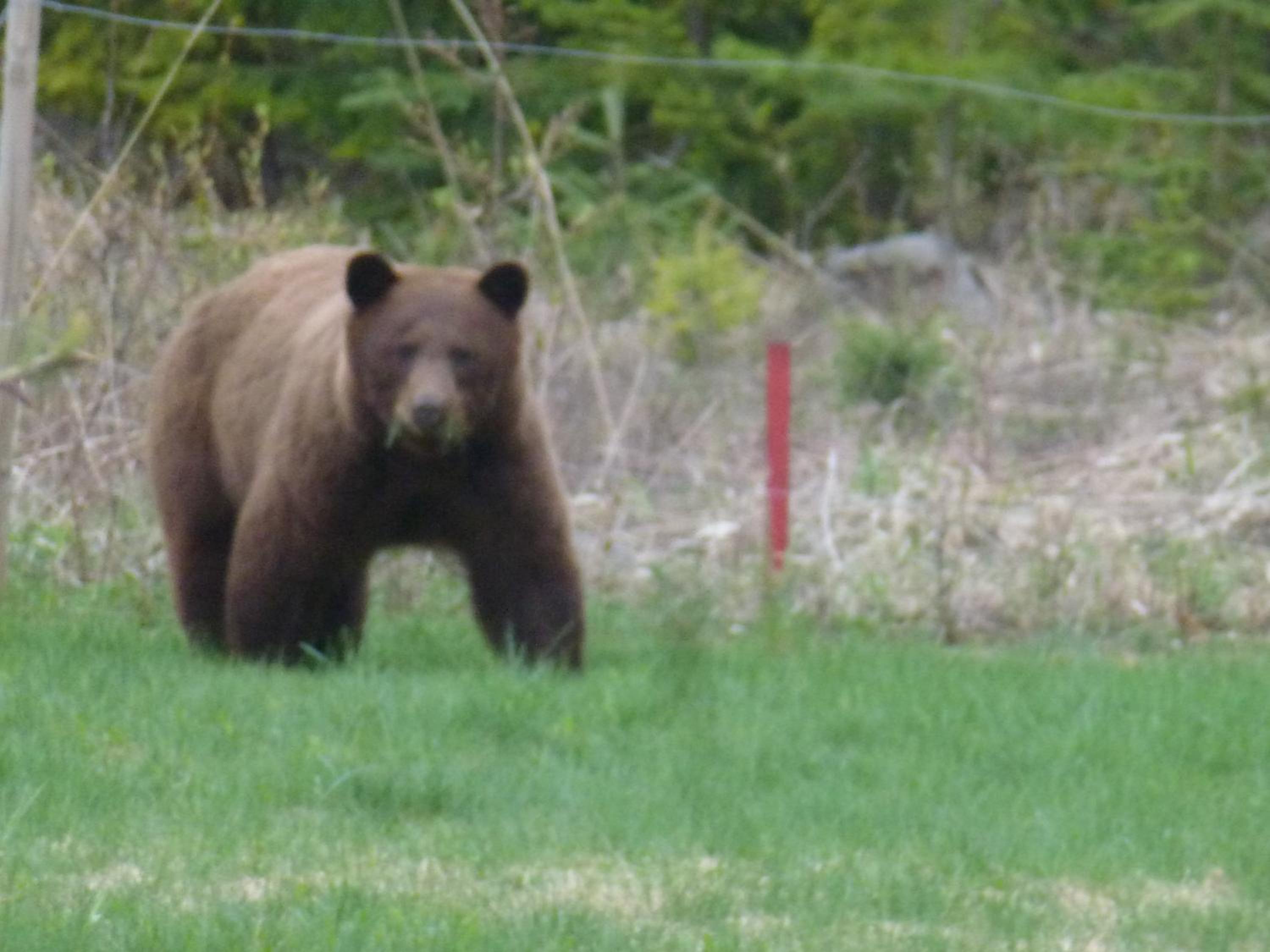 Little Black Bear Lodge/B&B