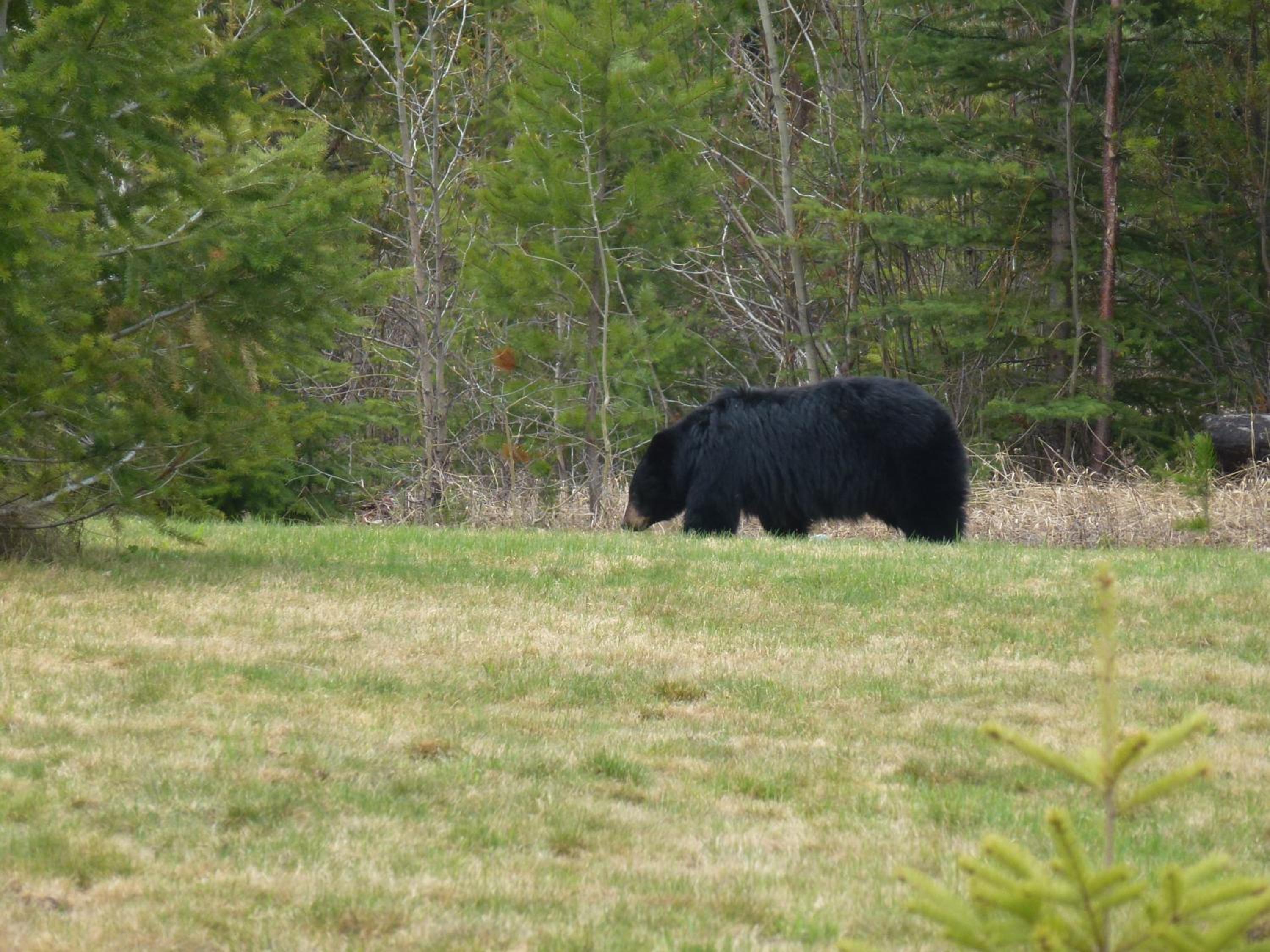 Little Black Bear Lodge/B&B