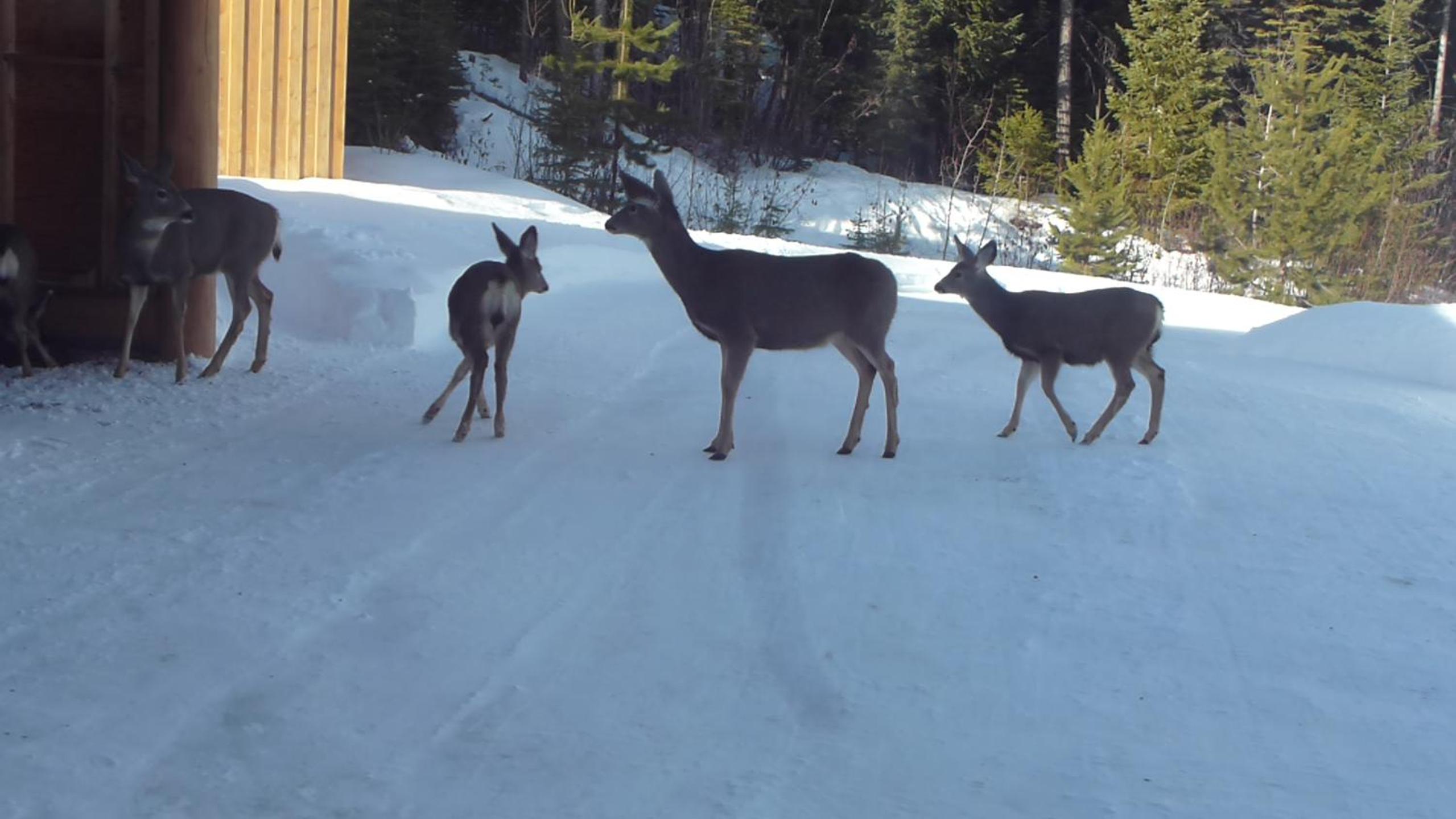 Little Black Bear Lodge/B&B