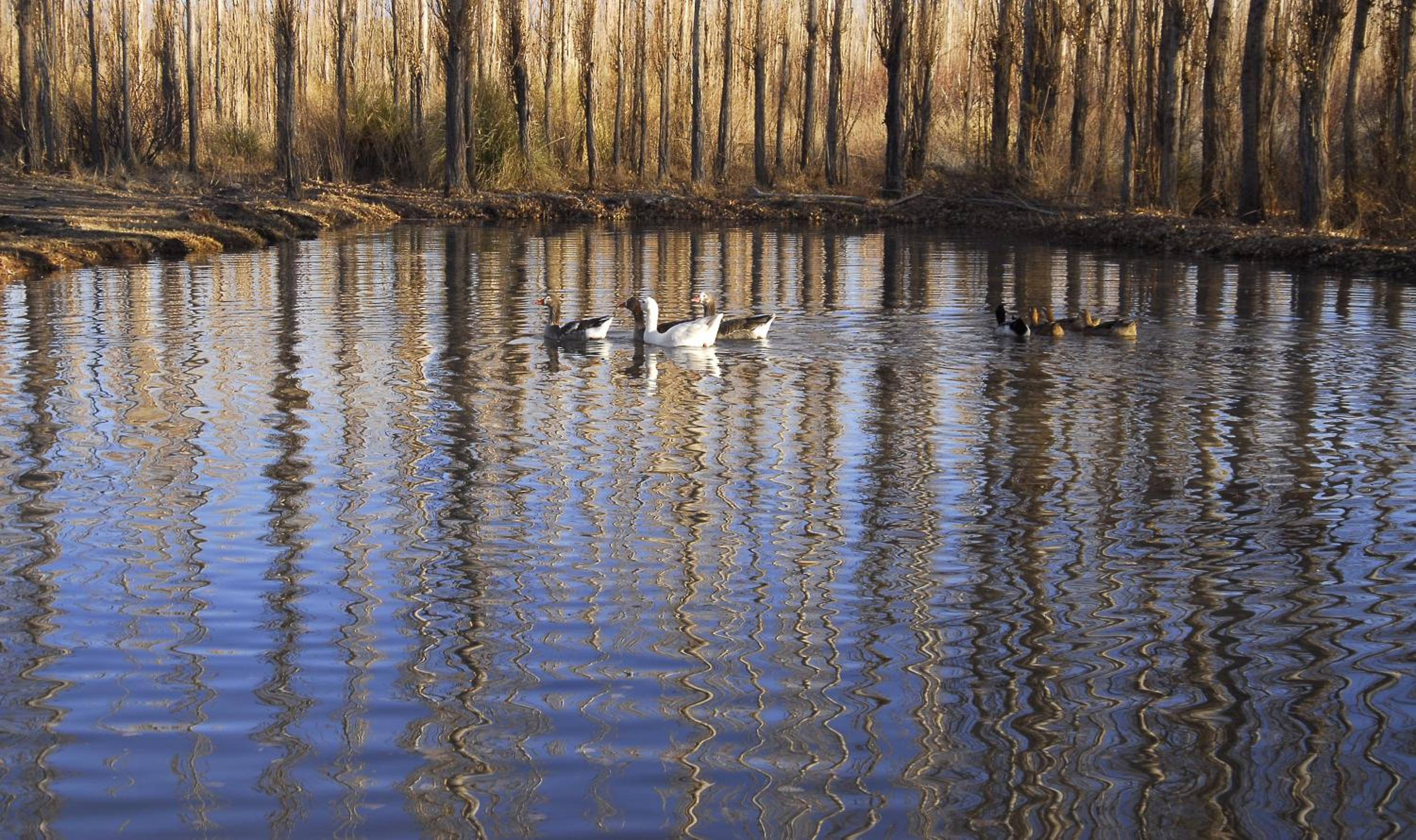 Posada Paso de los Patos