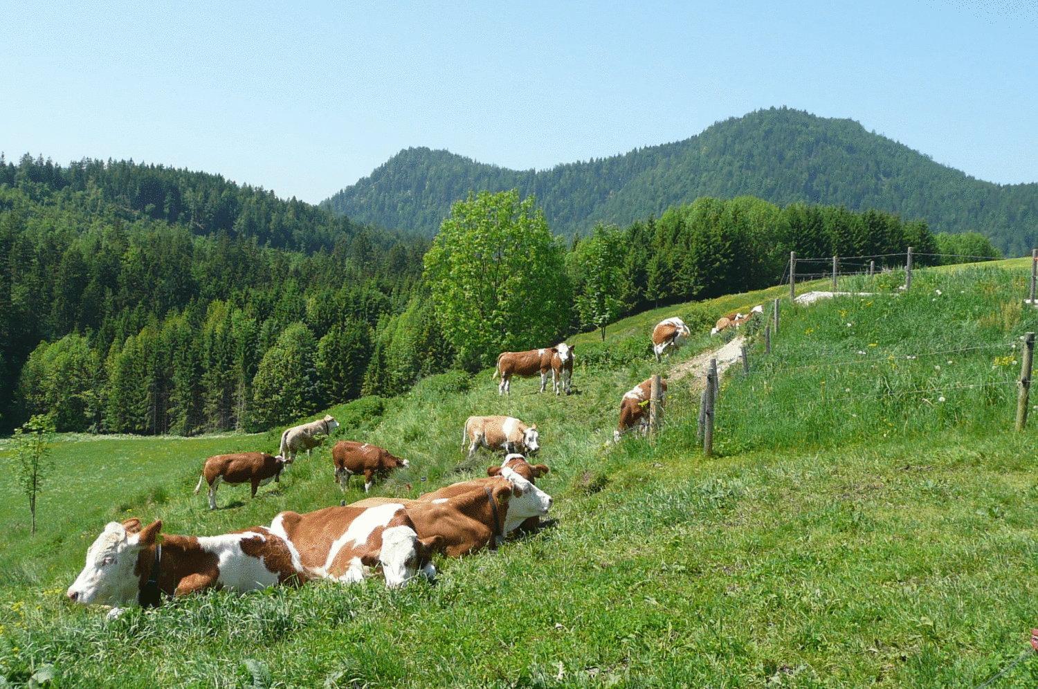 Gasthof Jachenau view 4