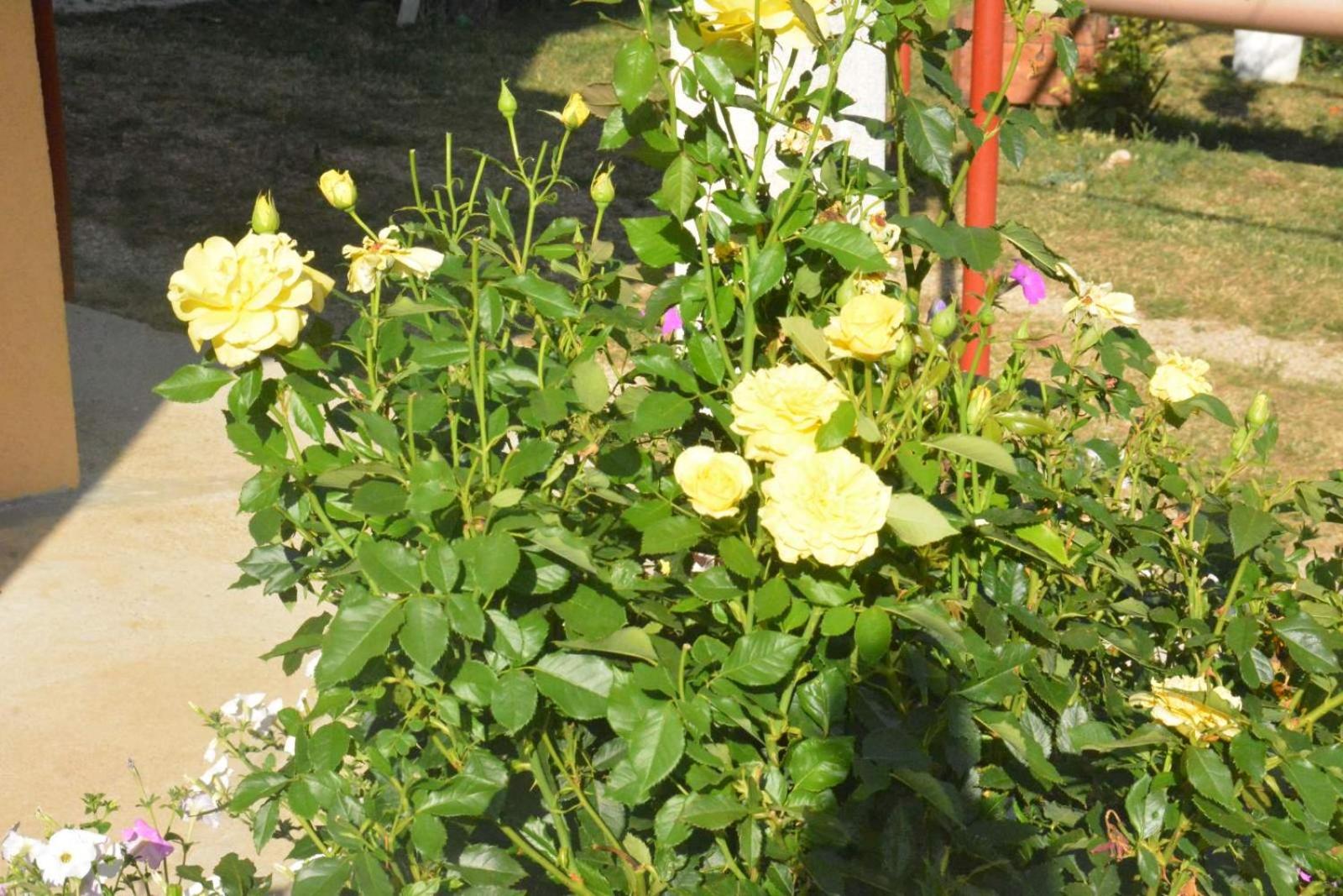 Photo 28
