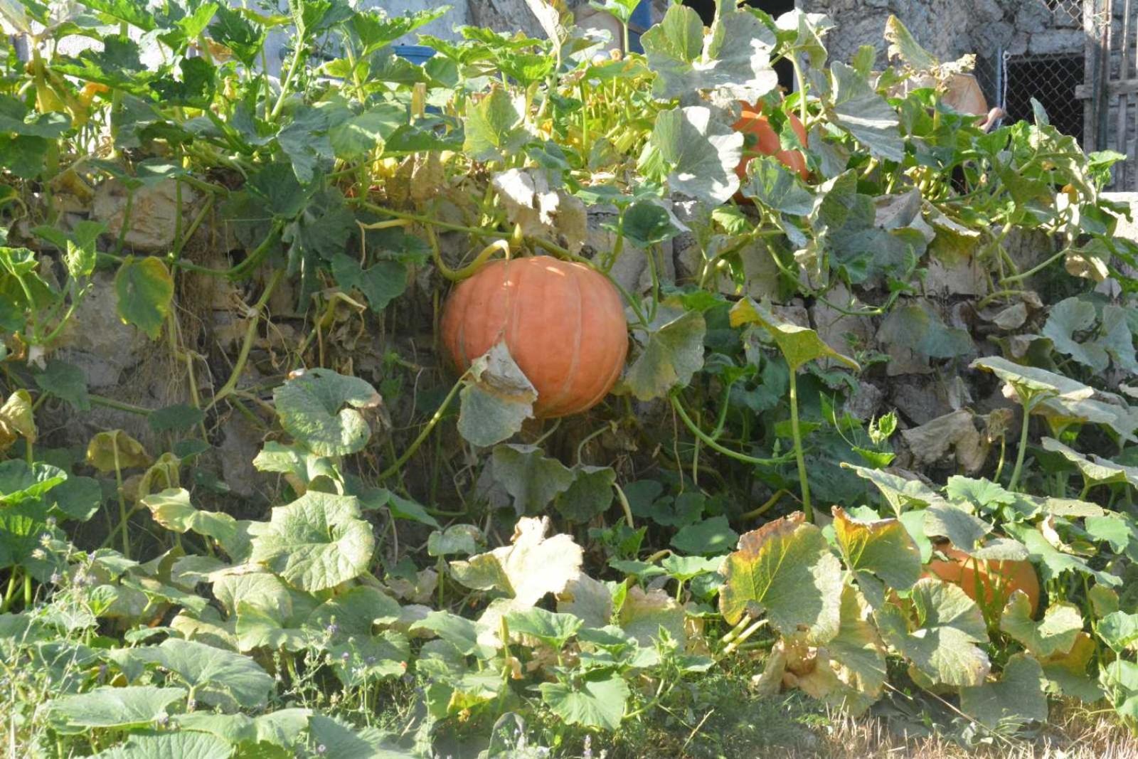 Photo 32