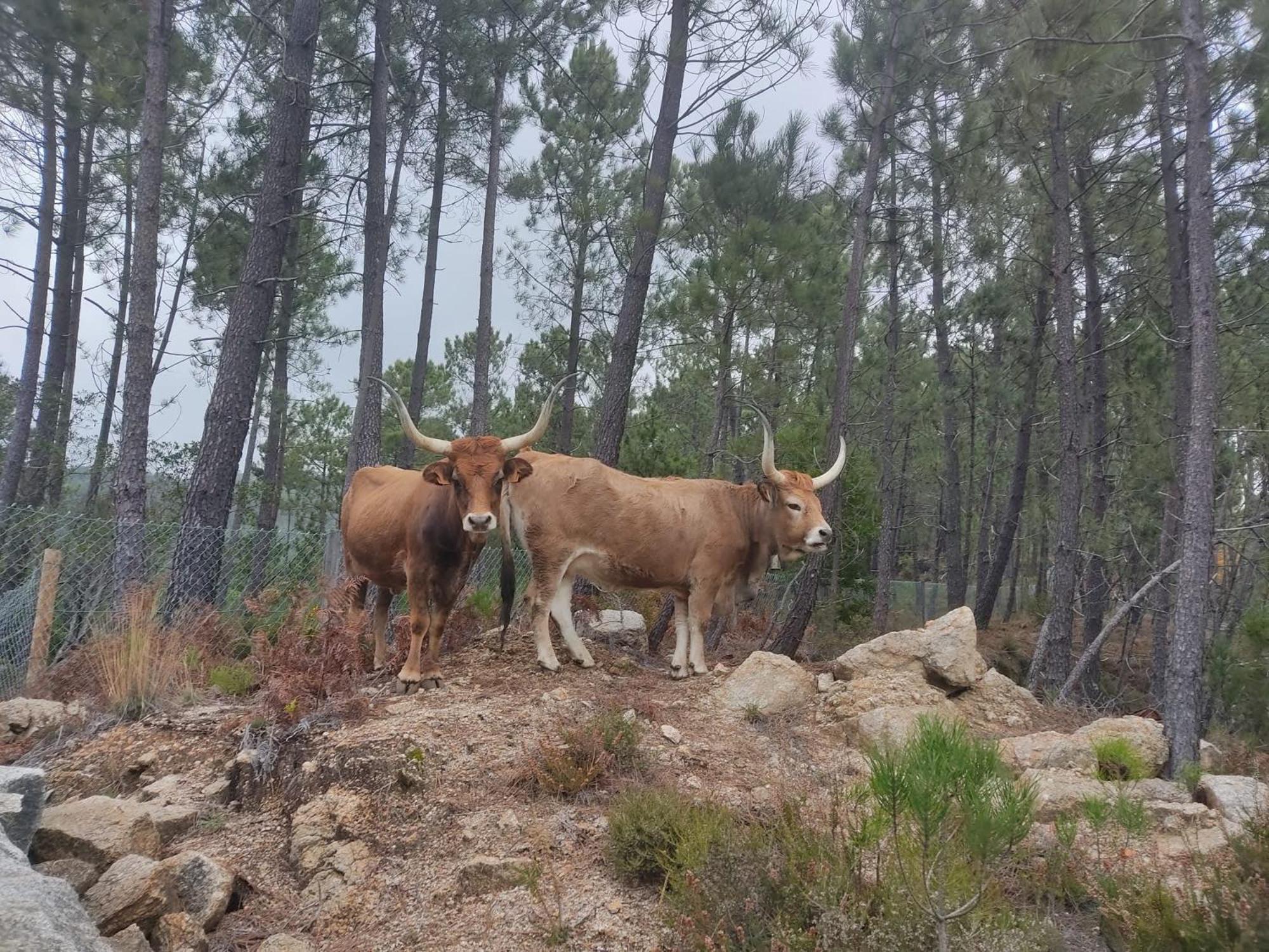 Casa do Vale - Casa Termal - Gerês/Xures photo 2