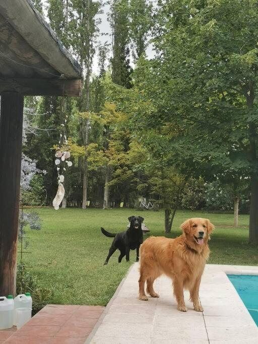 ENTRE VIÑAS