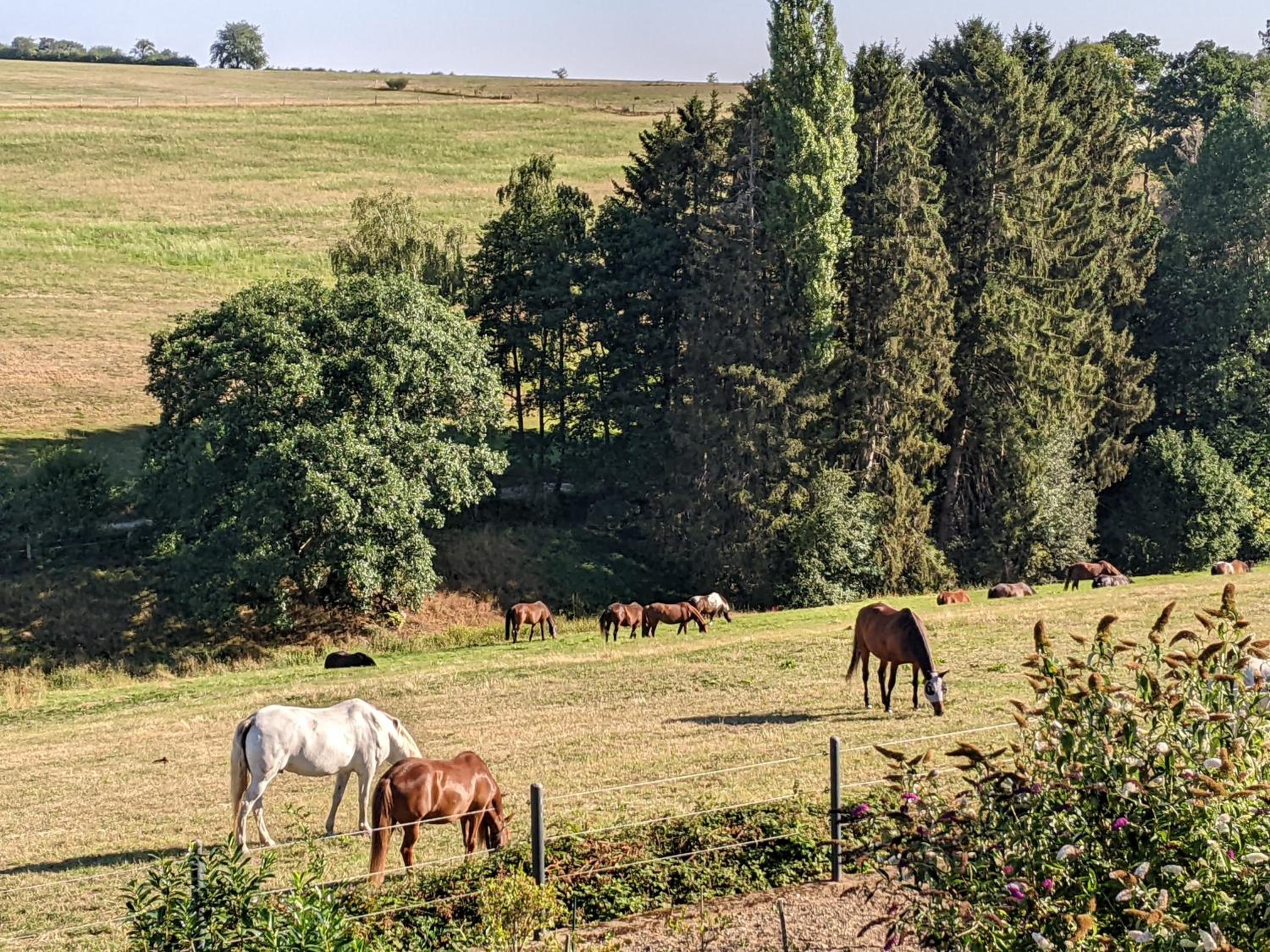Eifel-Ferienhaus Landblick