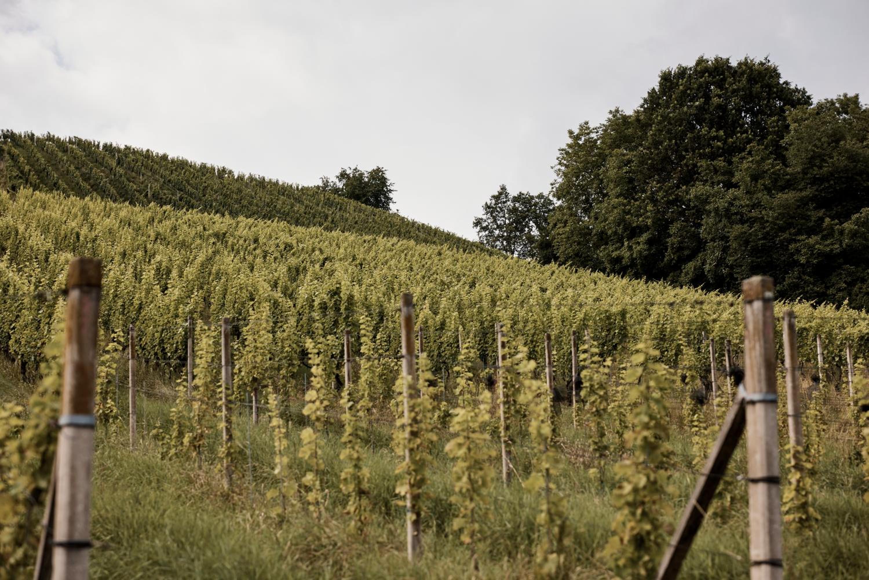 Bio Weingut Matthias Schnabl
