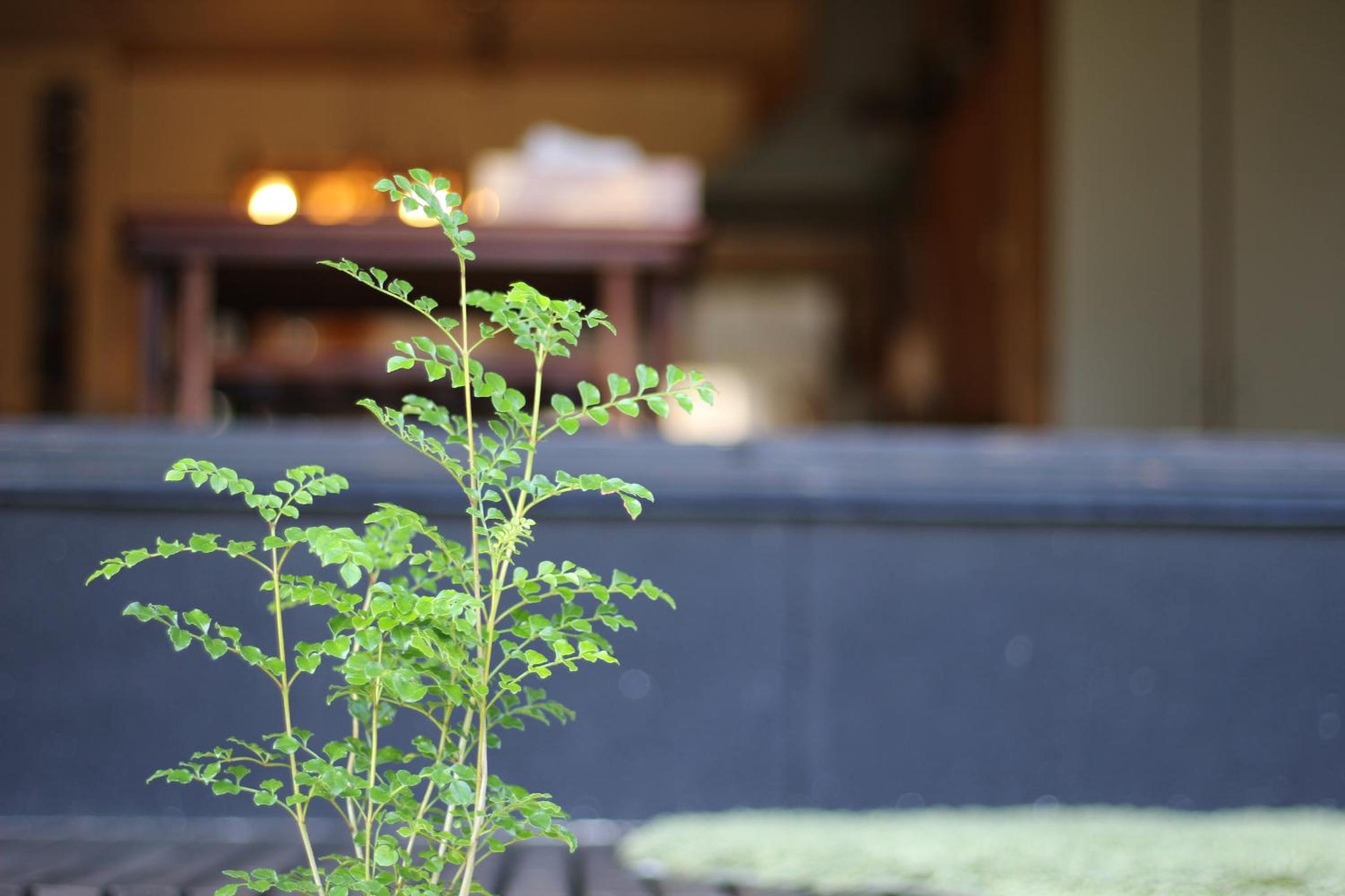 晴家(HALELUYA) Guest House view 4
