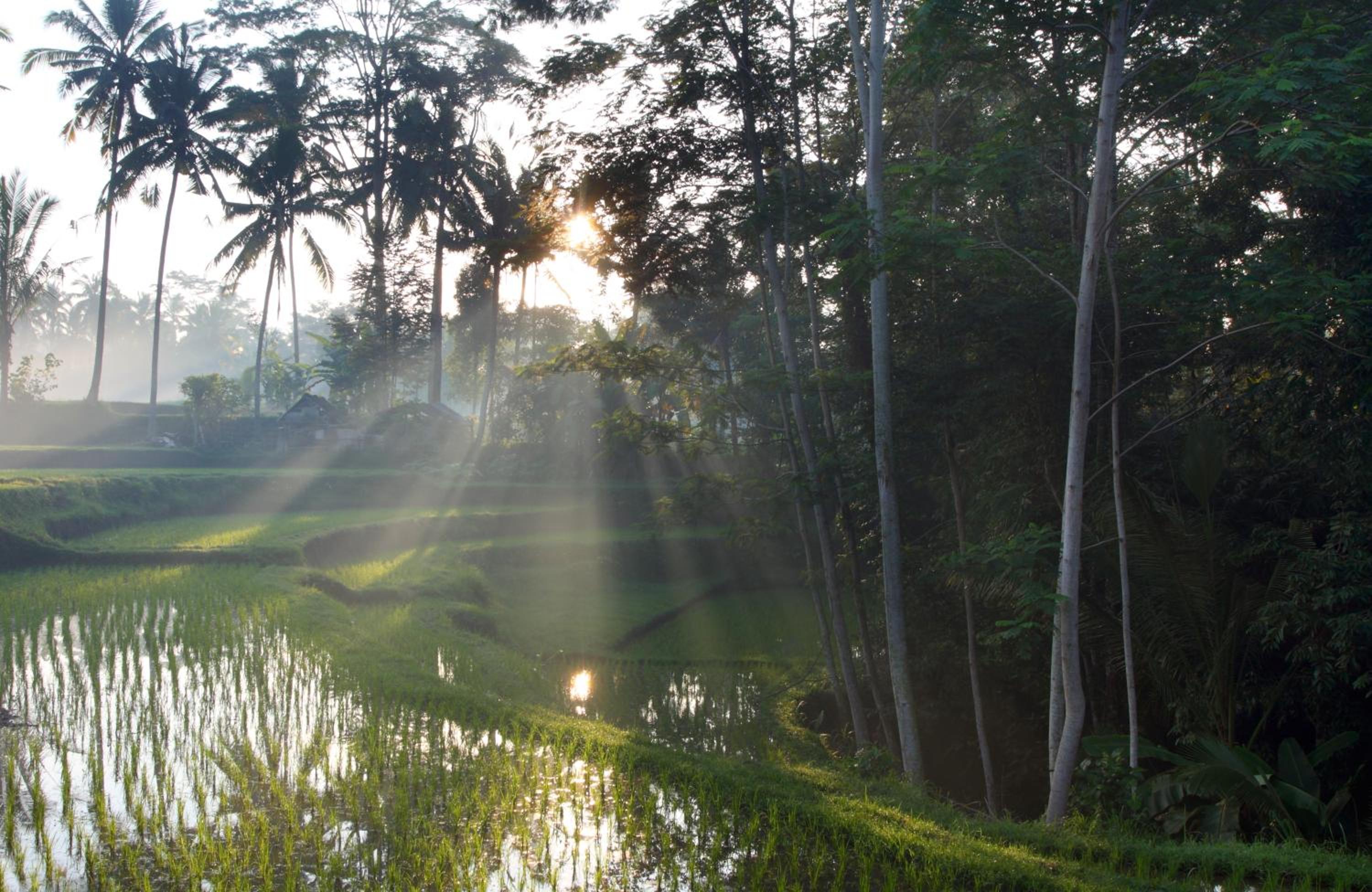 BeingSattvaa Luxury Ubud