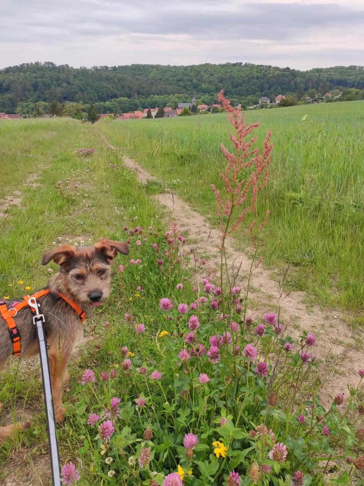 Ferienhaus Blaue Blume mit 11 kW Ladestation, Kamin, Terrasse, eingezäuntem Garten, Sauna, WLAN, Netflix, 2 Hunde willkommen!