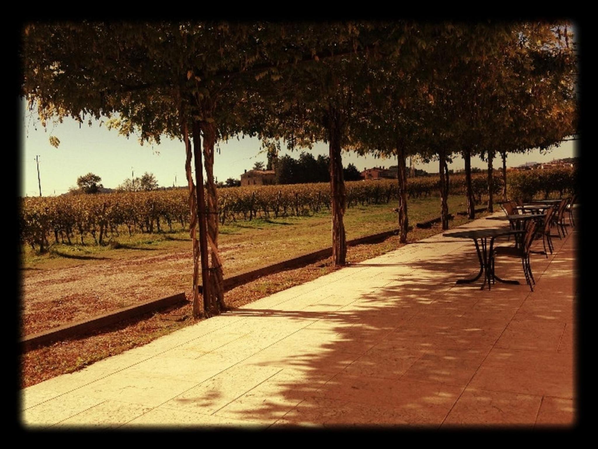 Dimora Buglioni Wine Relais, photo 4