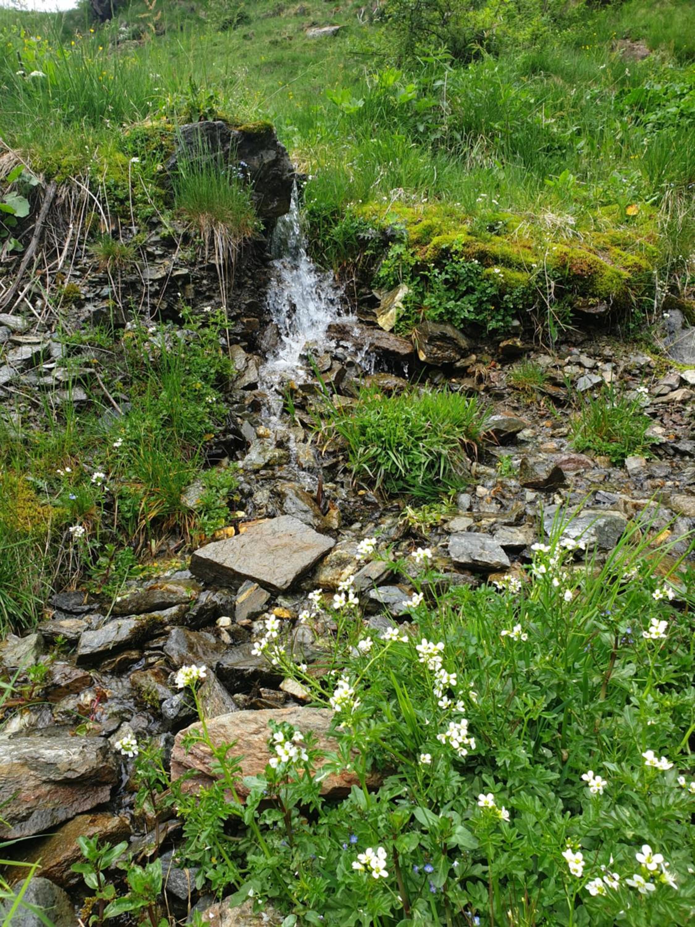 Thaletalm