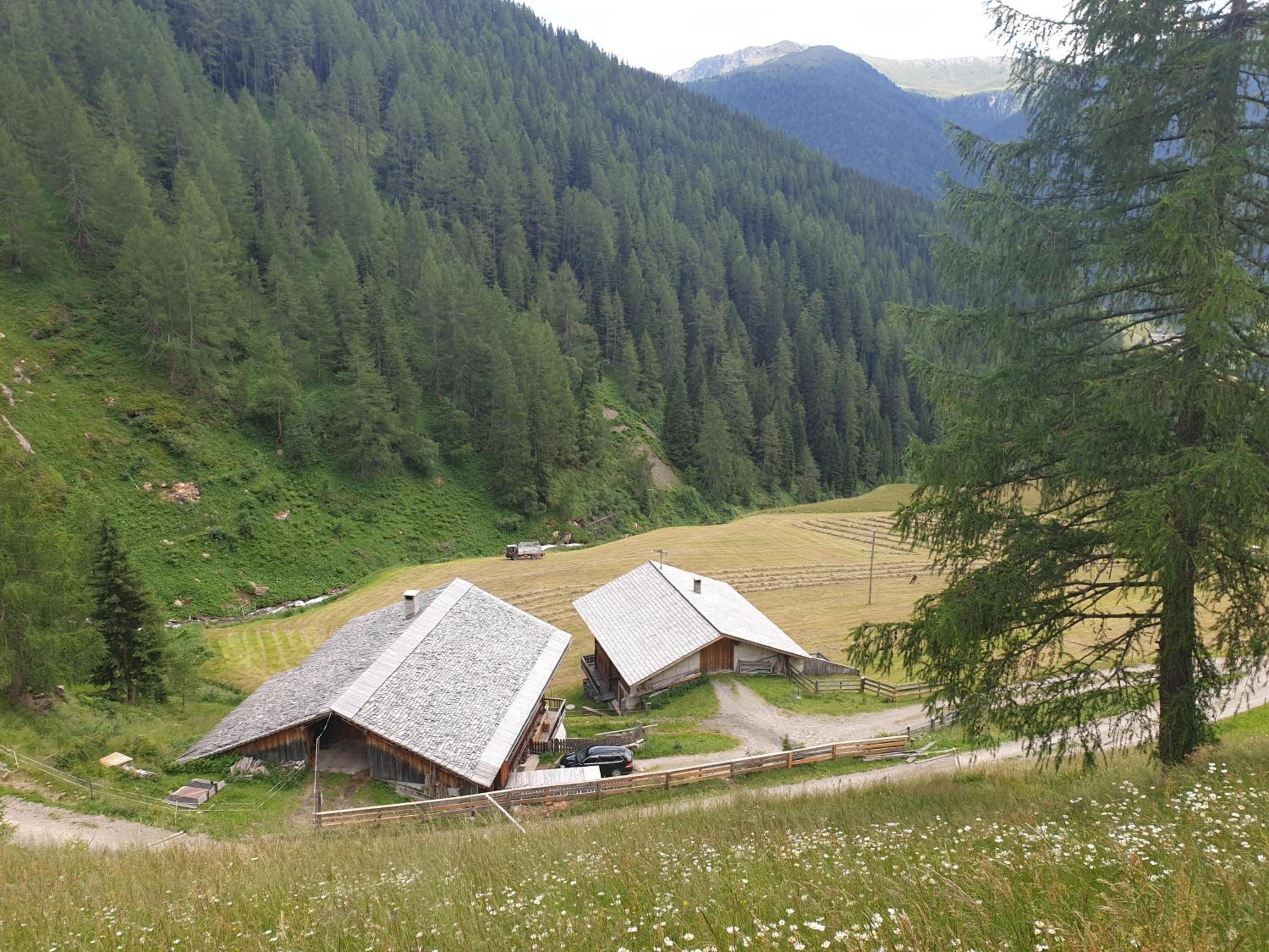 Thaletalm