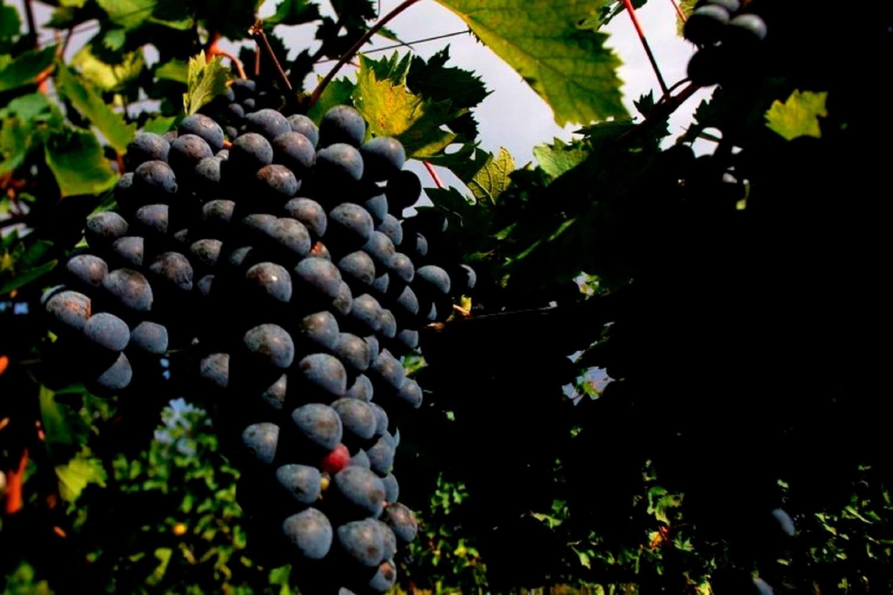 Dimora Buglioni Wine Relais, photo 54