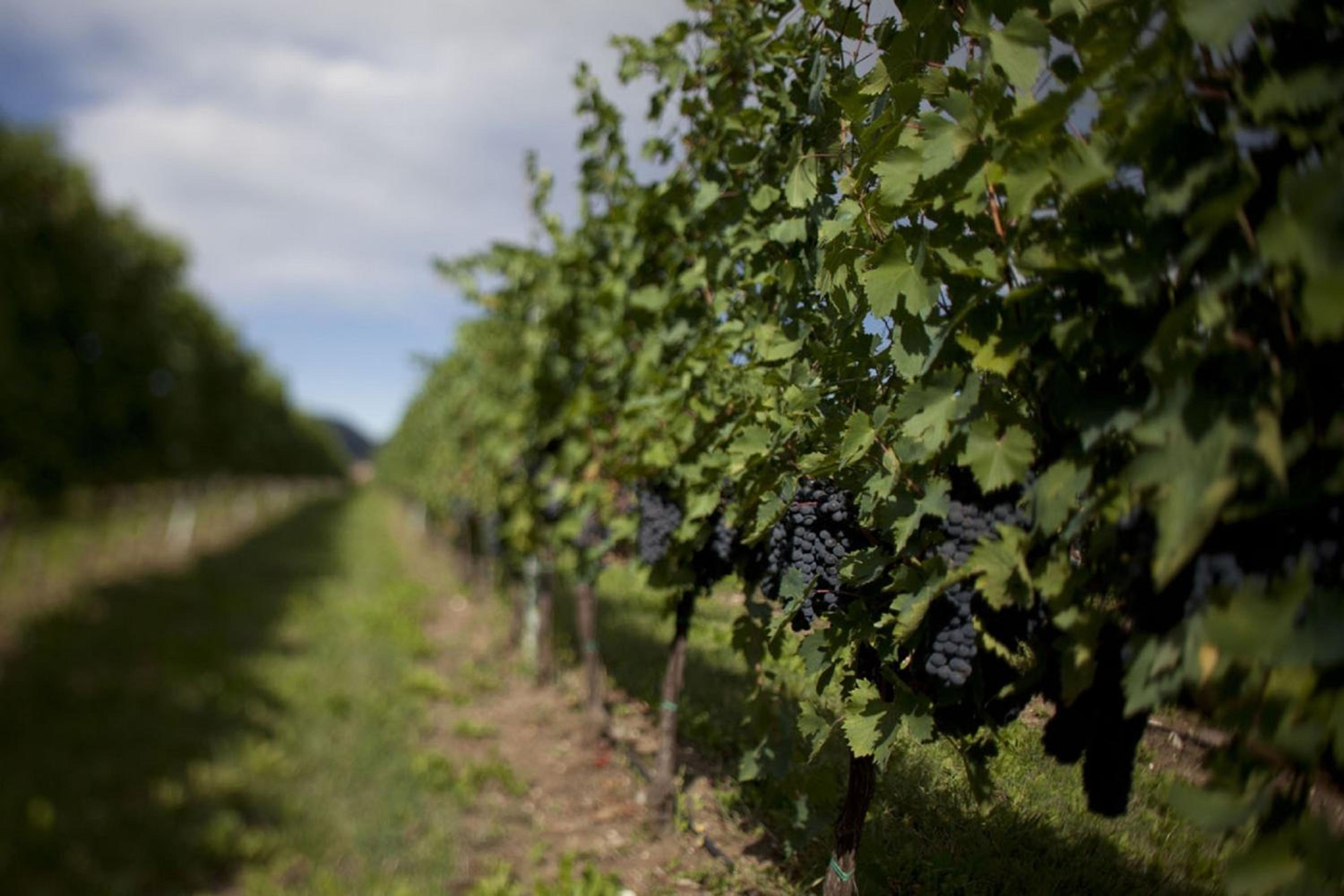 Dimora Buglioni Wine Relais, photo 16
