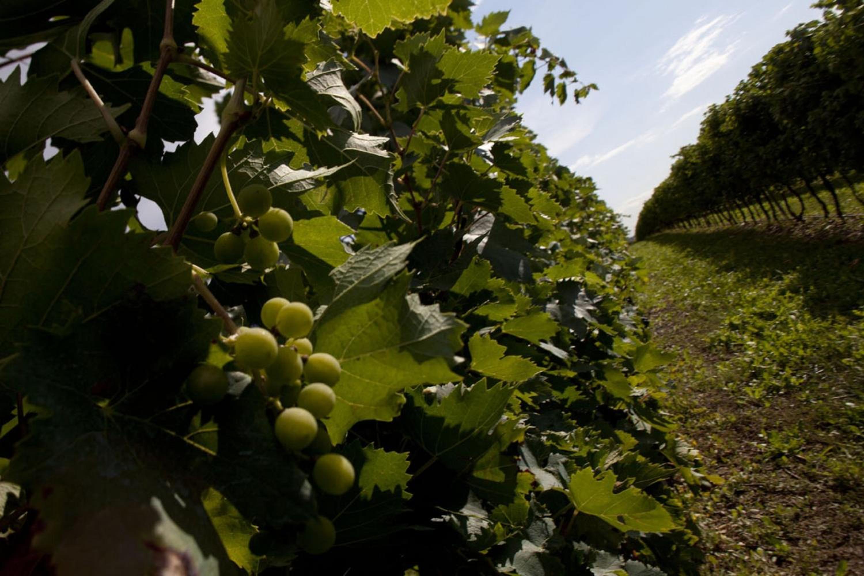 Dimora Buglioni Wine Relais, photo 65