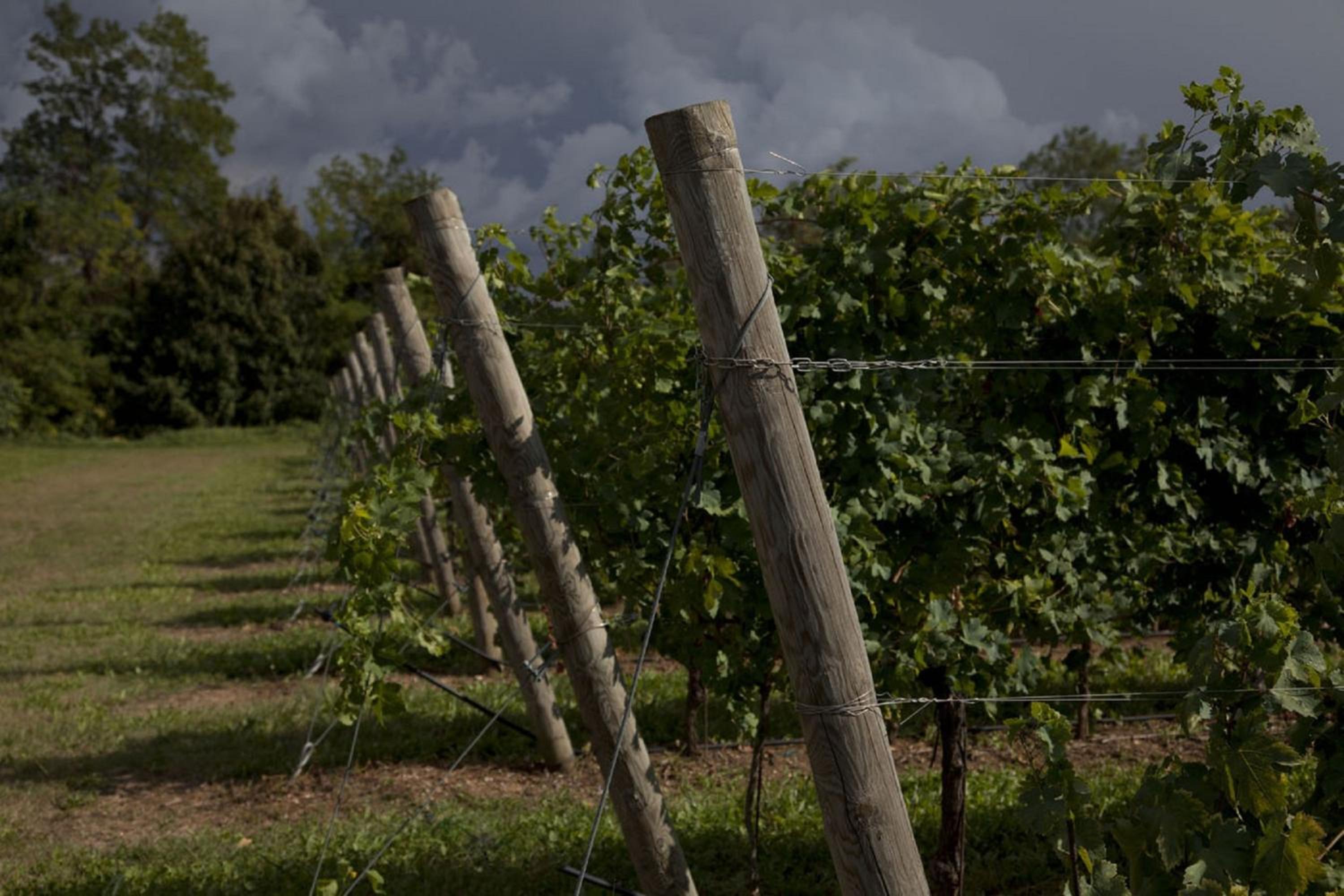 Dimora Buglioni Wine Relais, photo 49