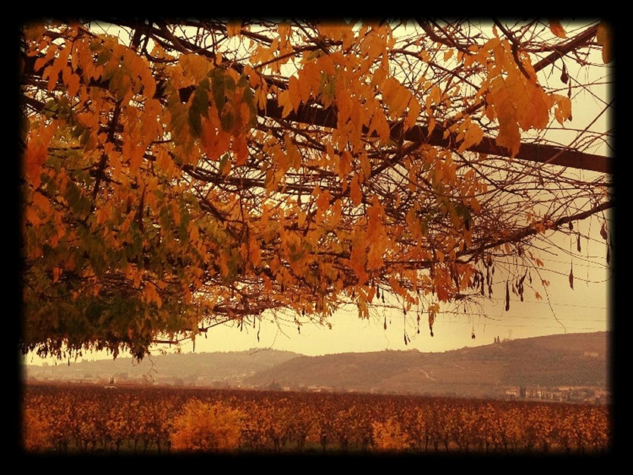 Dimora Buglioni Wine Relais, photo 92