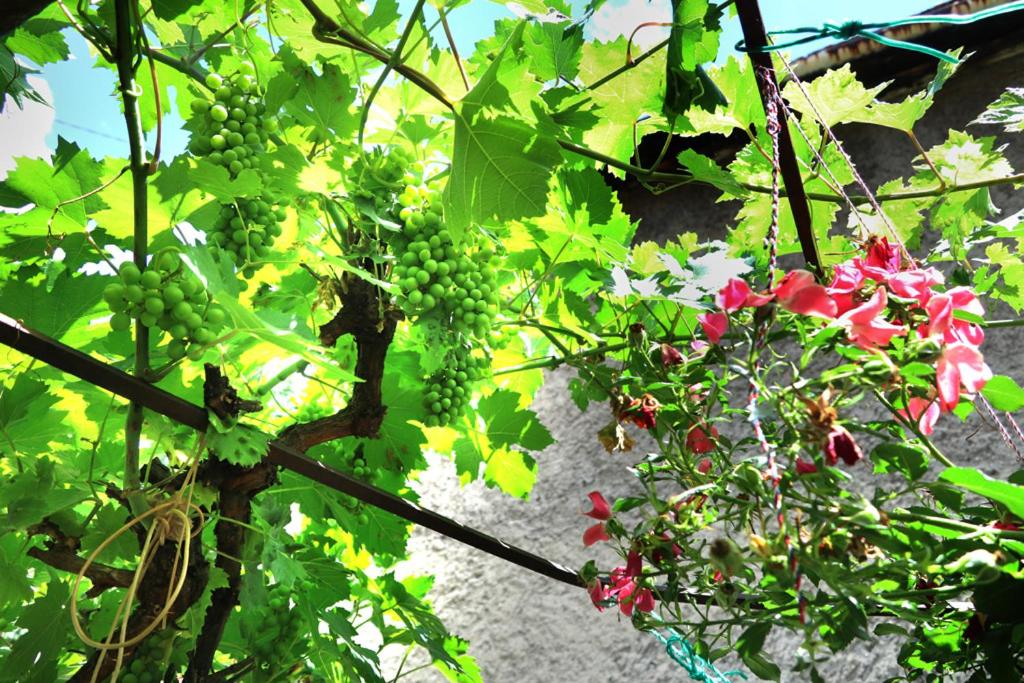 Modern&Cozy Bosnian house with GARDEN+FREE parking
