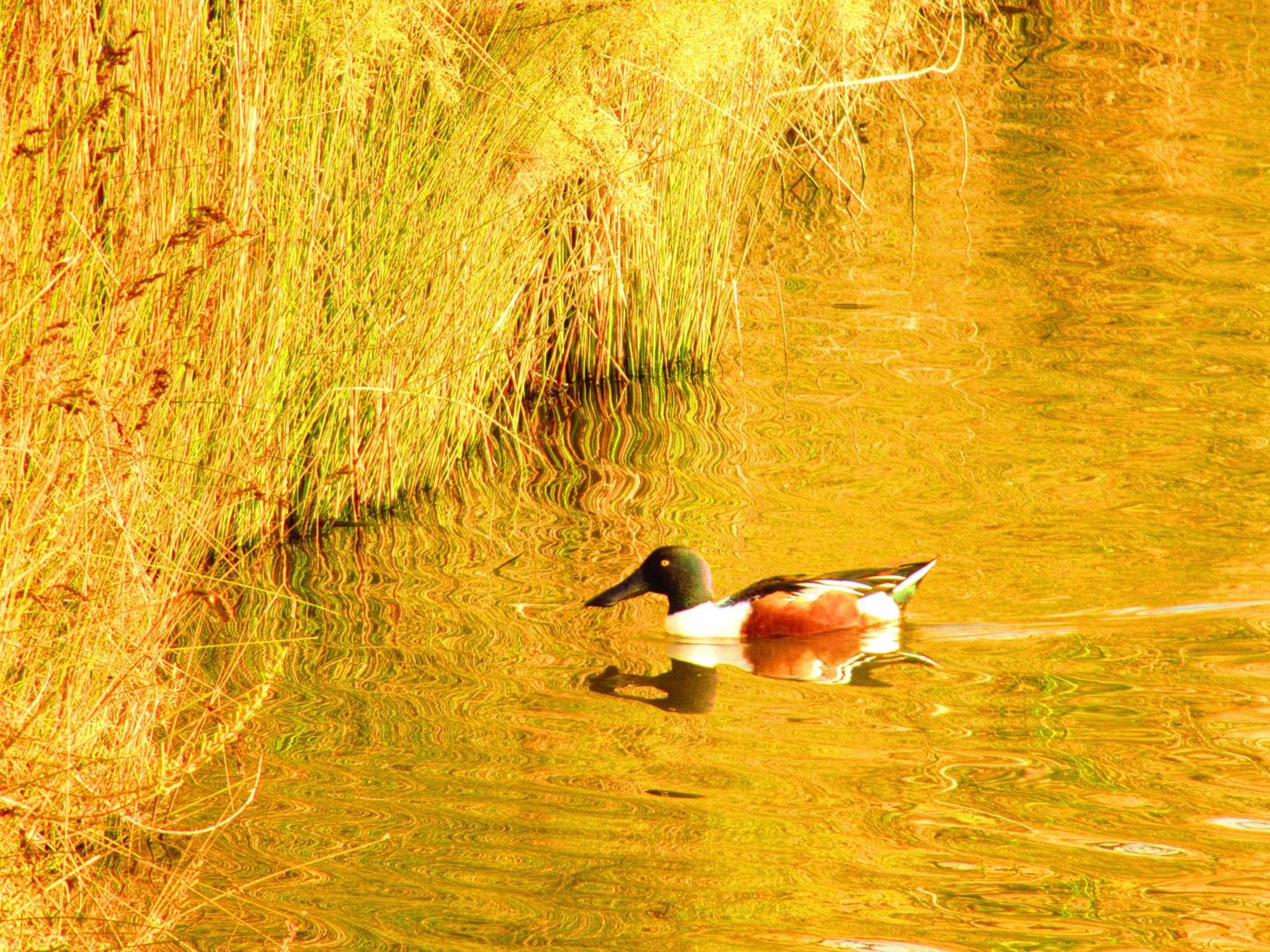 Photo 43