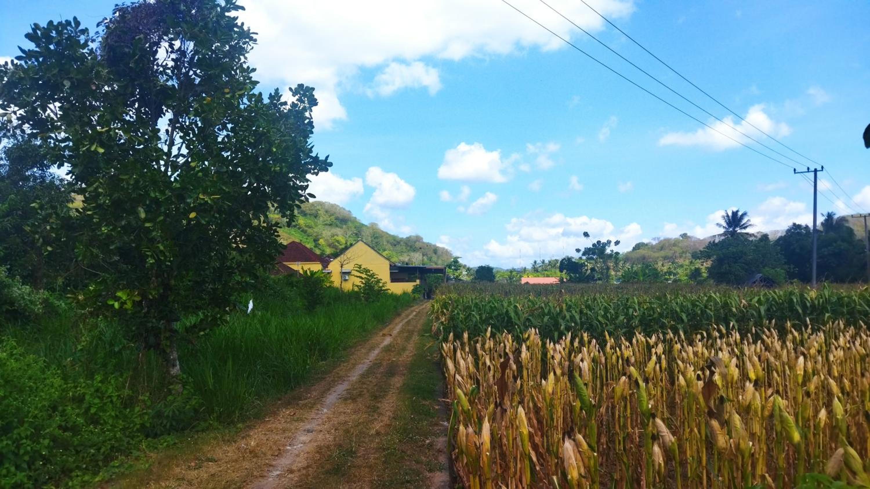 Bougenville Homestay view 3