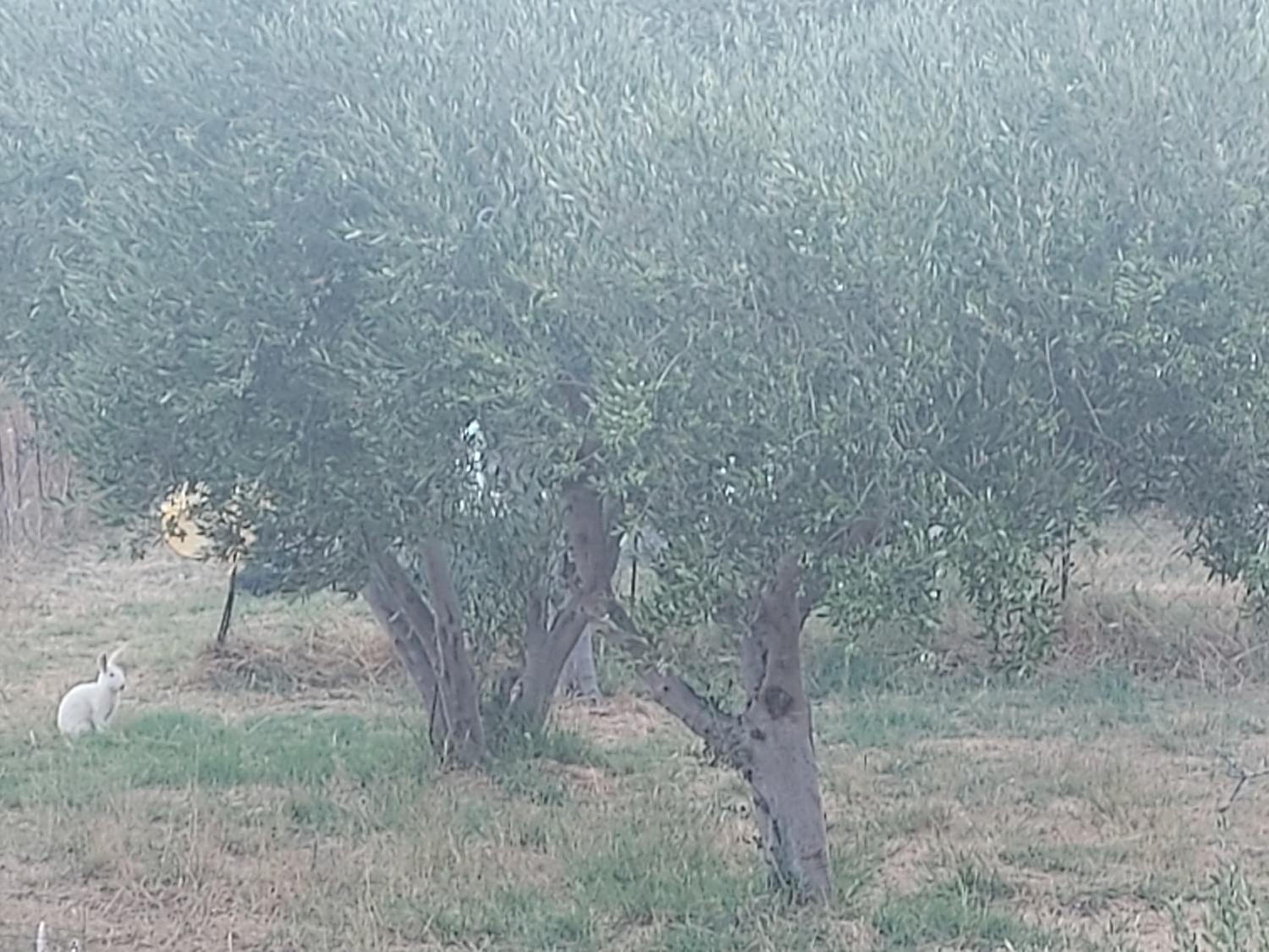 Principessa