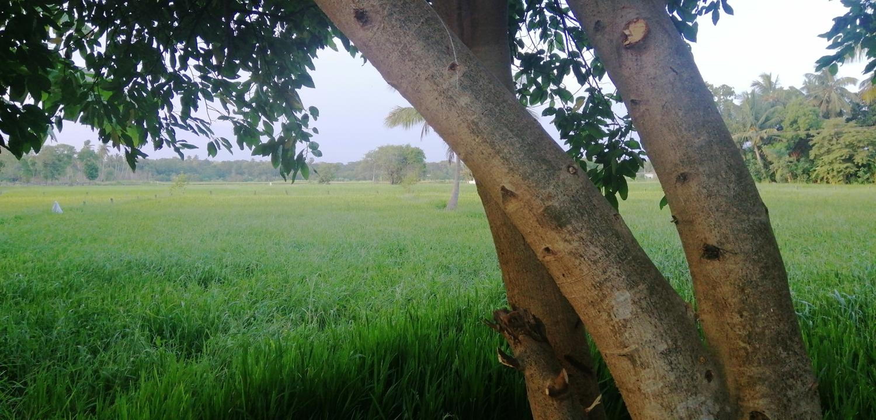 Rajarata Family Resort