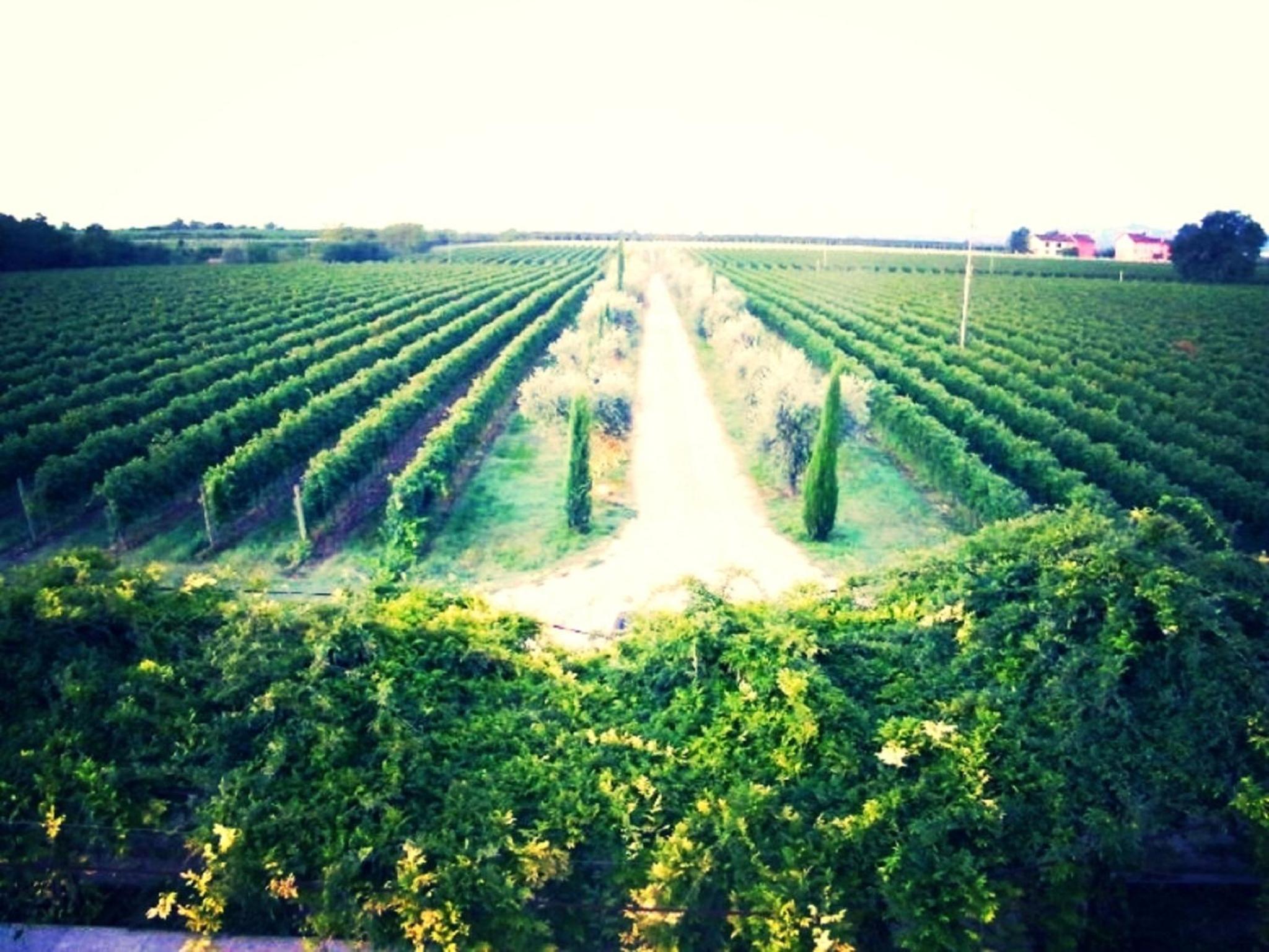 Dimora Buglioni Wine Relais, photo 78