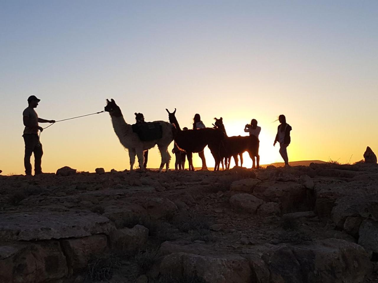 Alpaca Farm - חוות האלפקות
