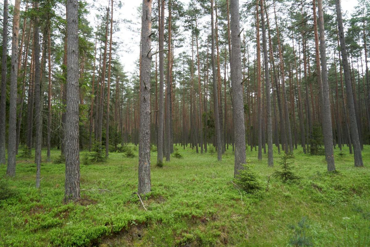 Photo 39