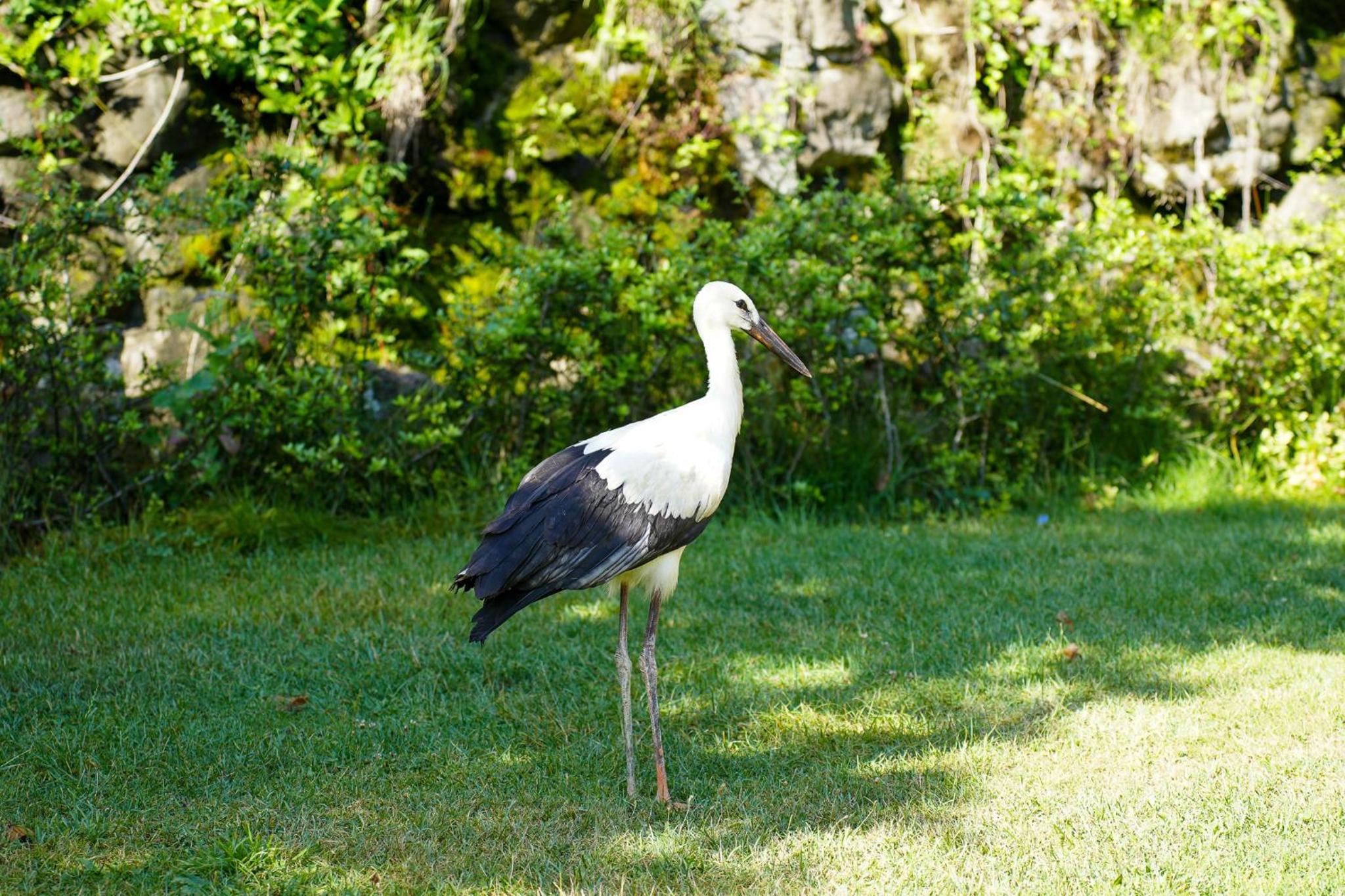 Gazelle Resort & Spa