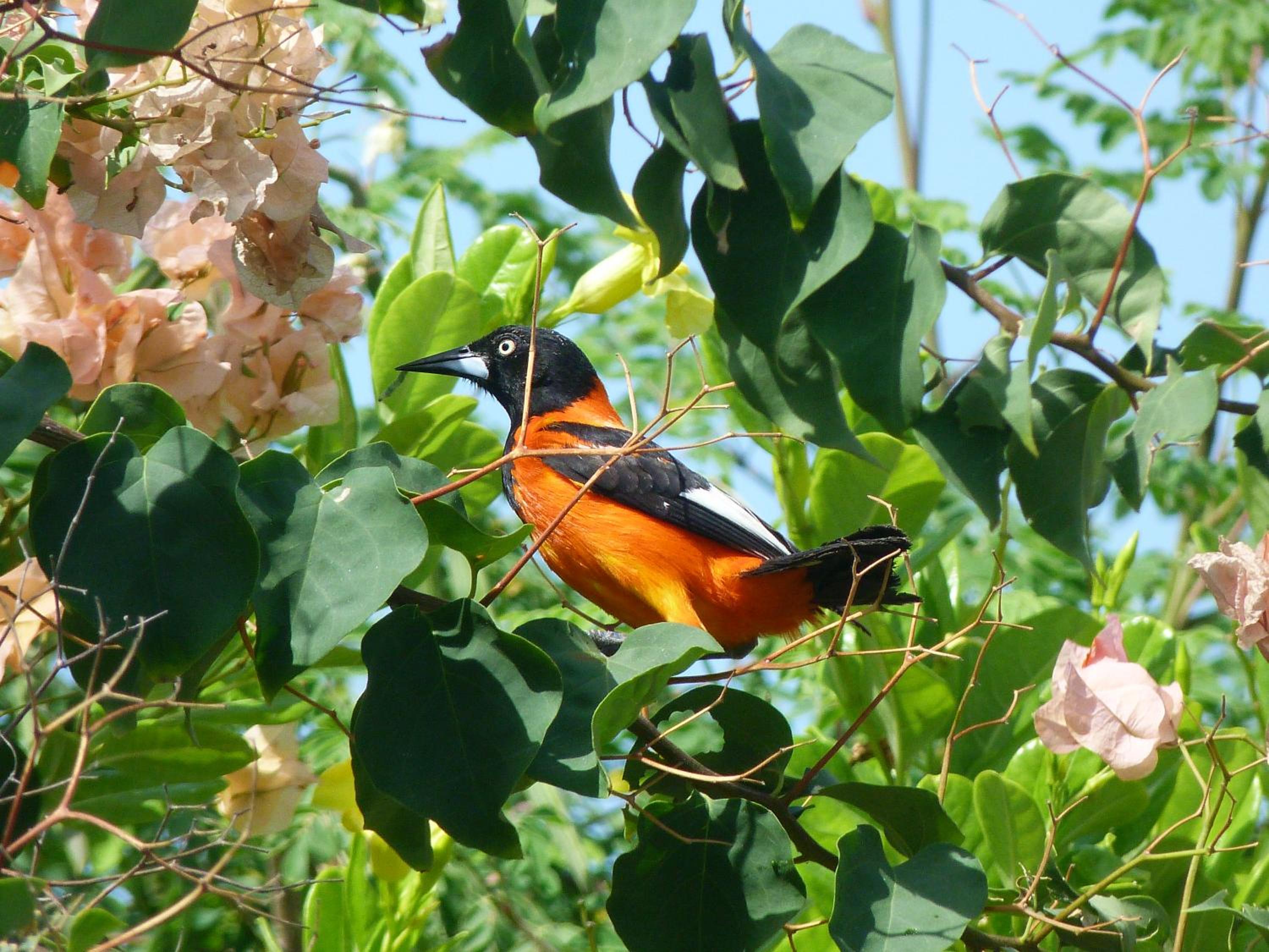 Pousada Casa Azul do Piauí