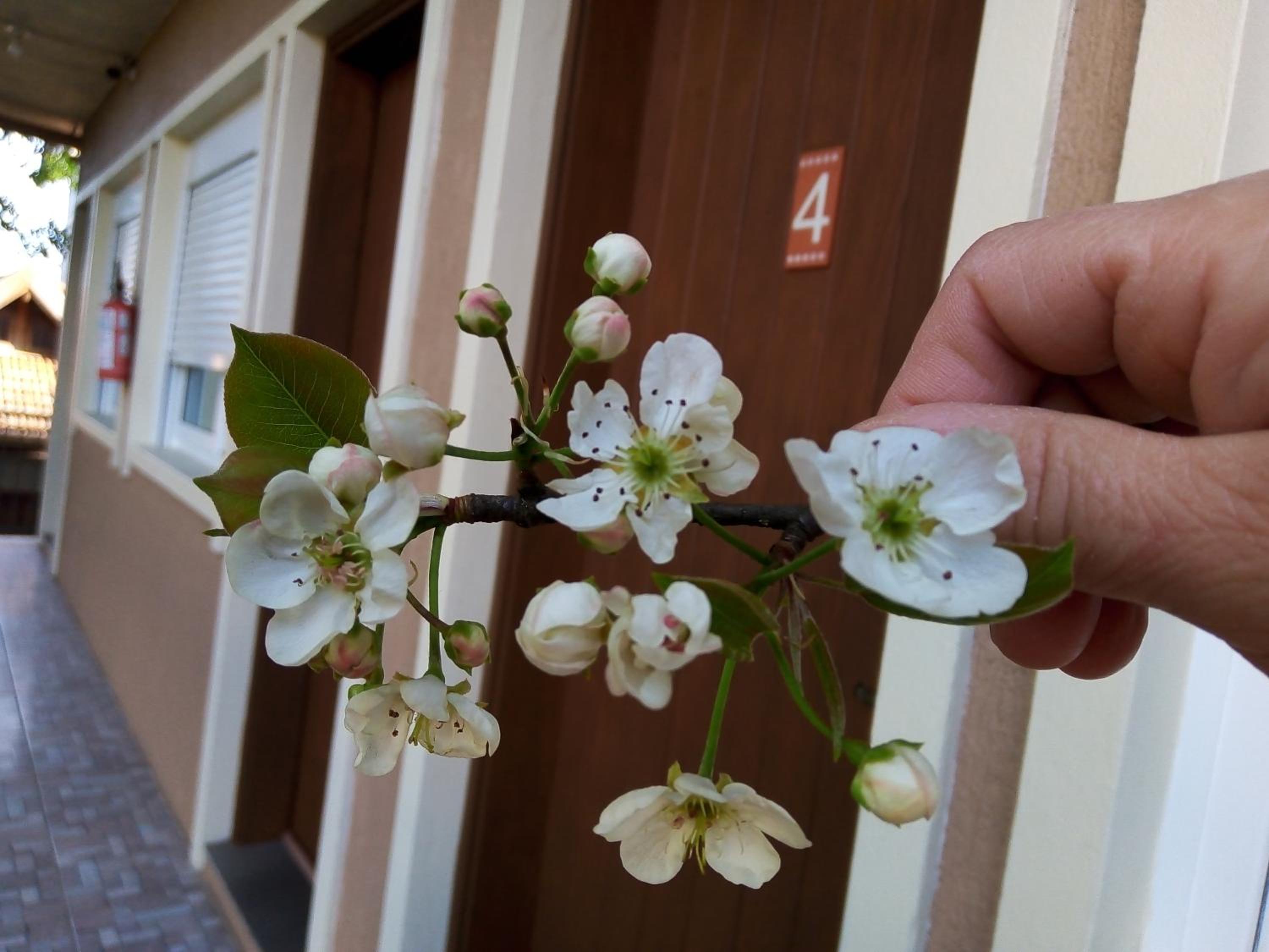 Pousada Caminho das Rosas-Gramado-temporada ou diária