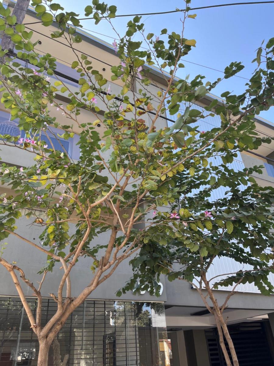 Plano Vertical