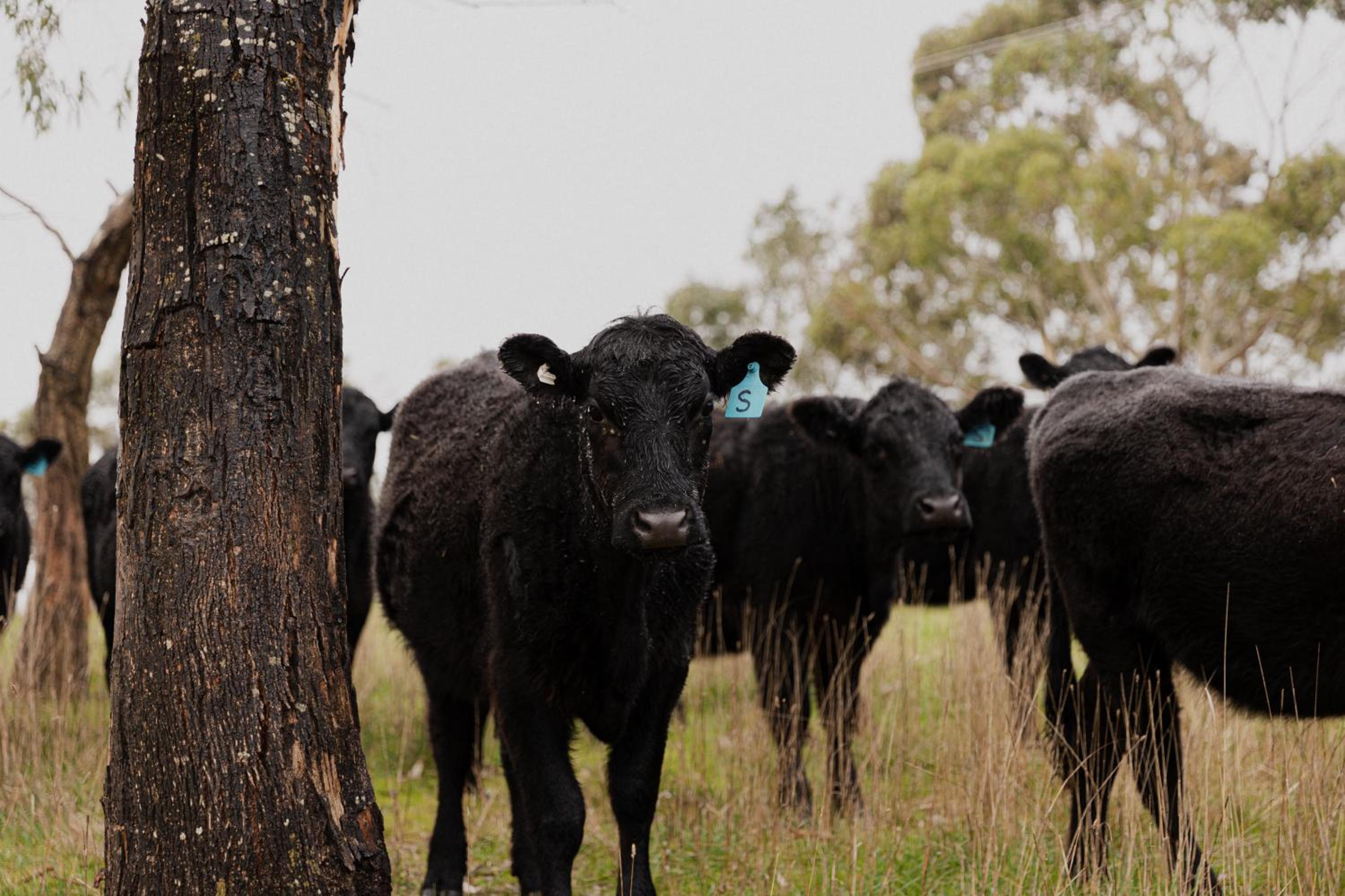 47 WOOLSHED ROAD - Adelaide Hills rural retreat